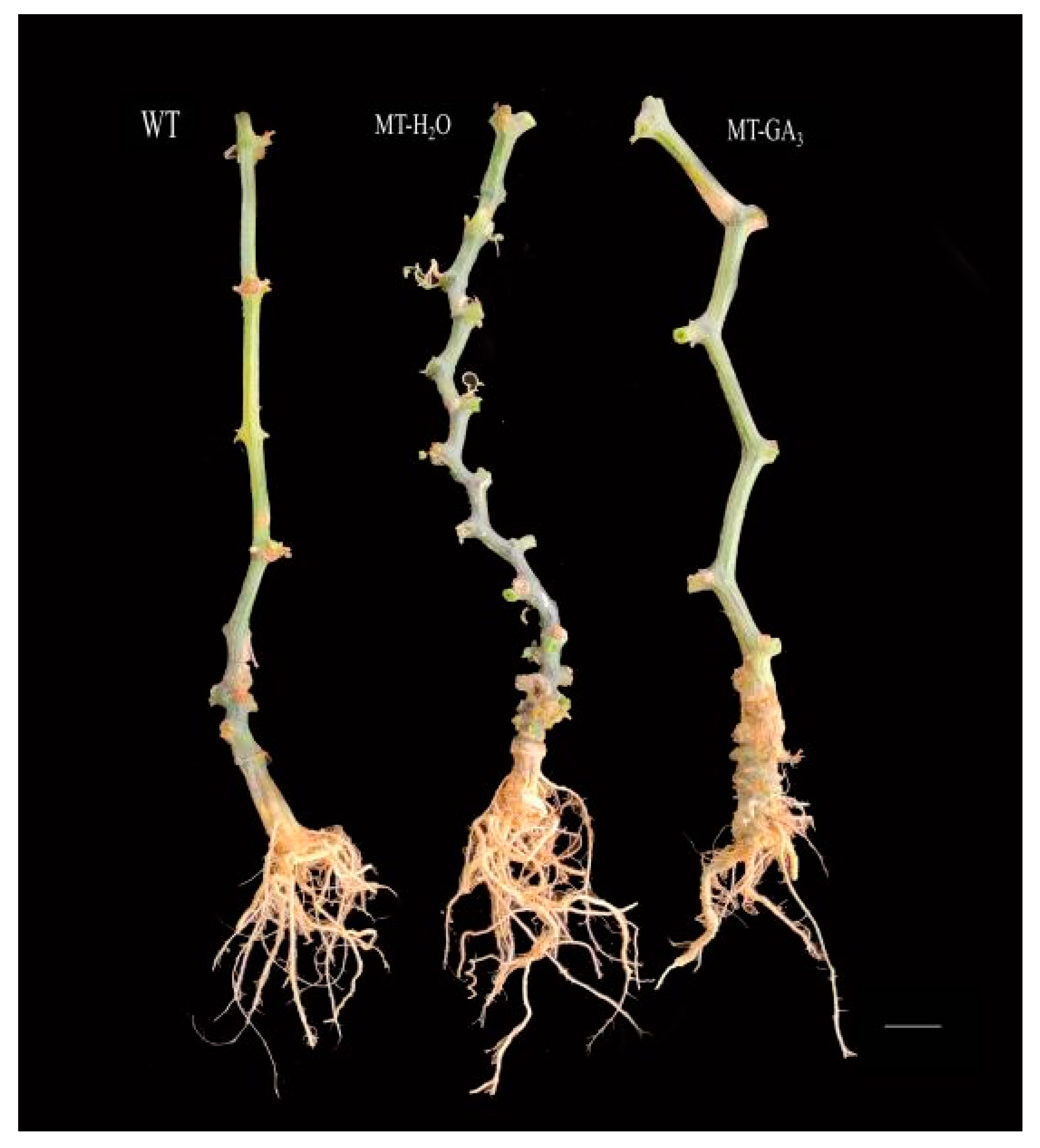 Agronomy 12 01779 g007