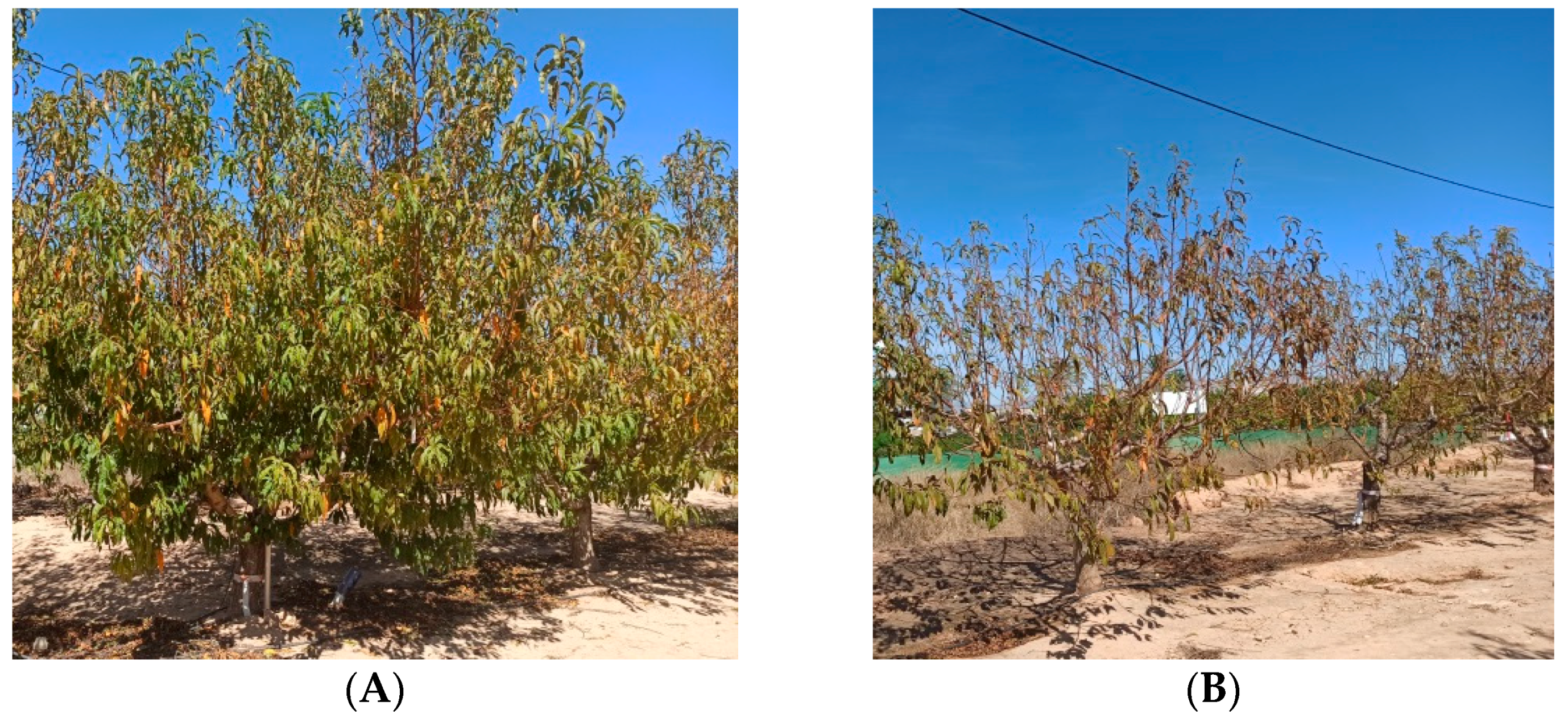 Agronomy 12 01805 g011