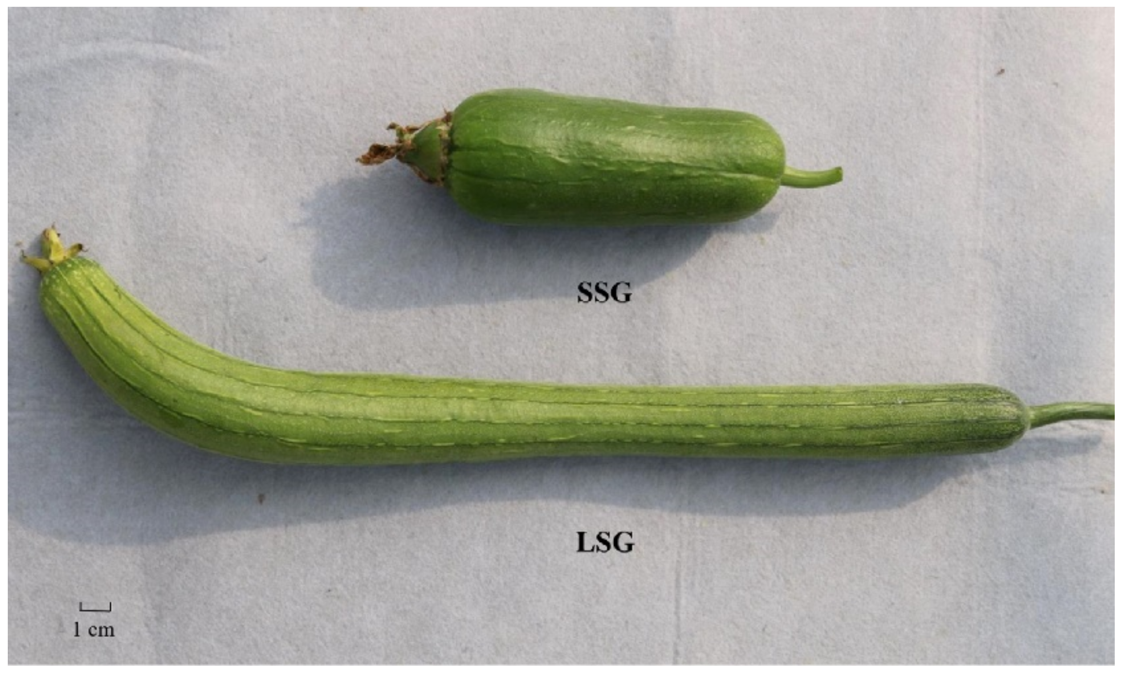 Agronomy 12 01810 g001
