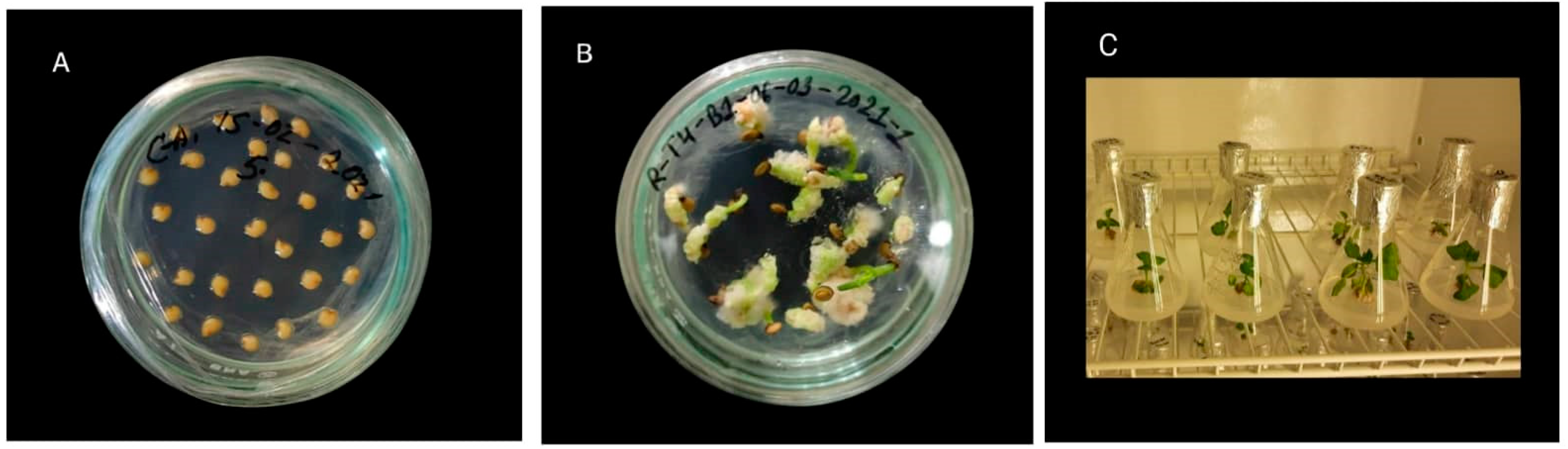 Agronomy 12 01832 g001