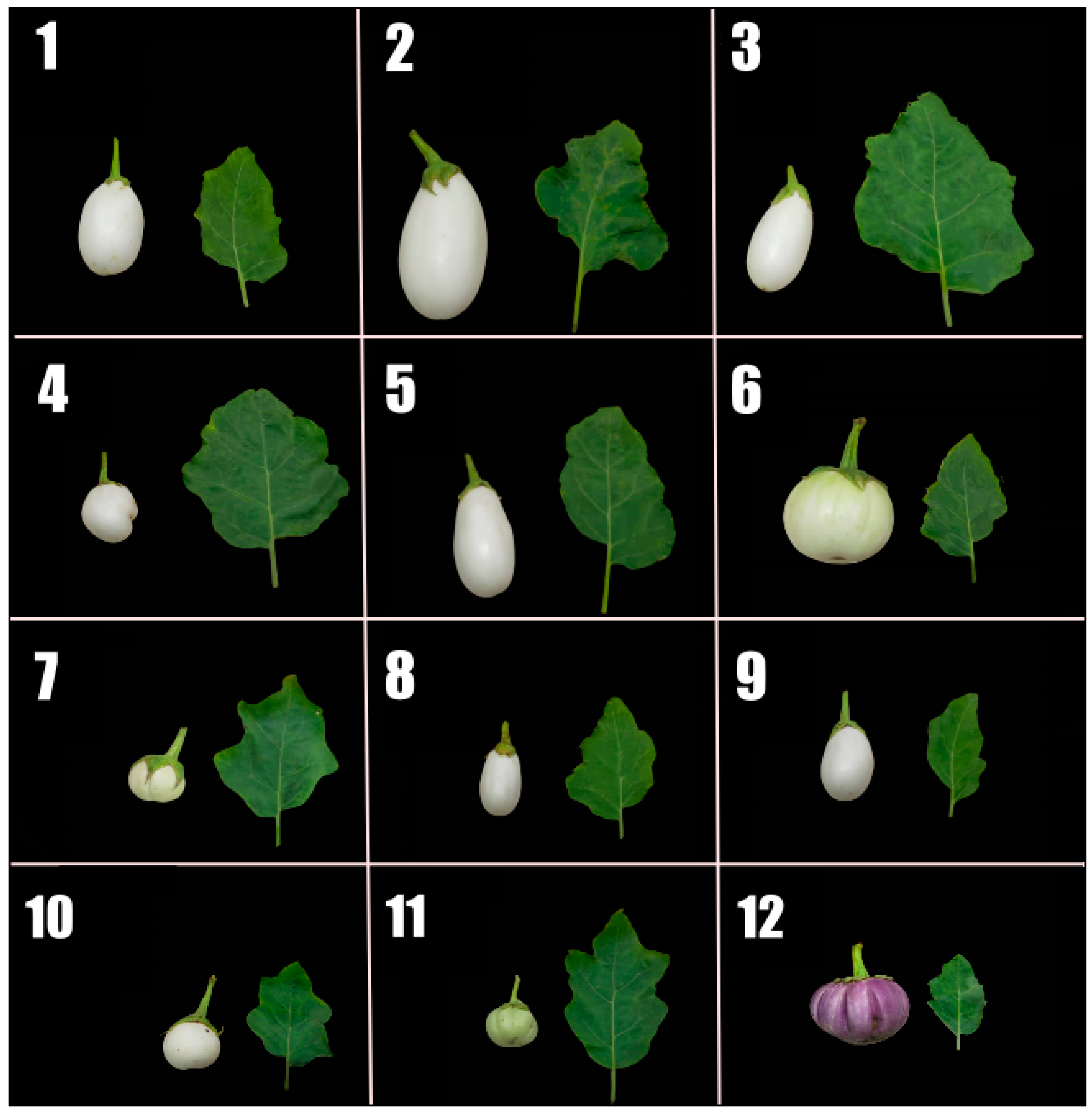 Agronomy 12 01832 g006