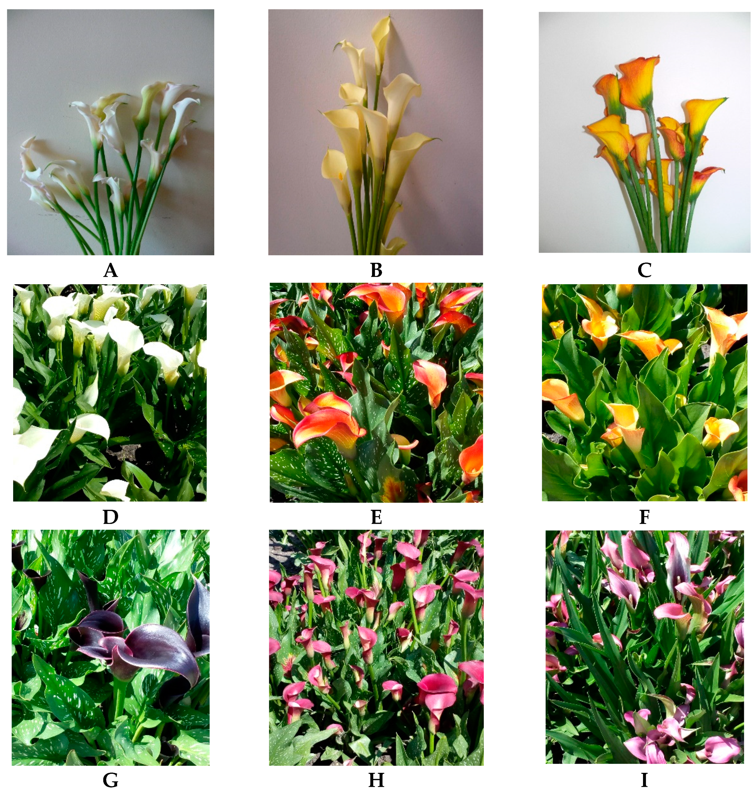 Agronomy 12 01859 g001a