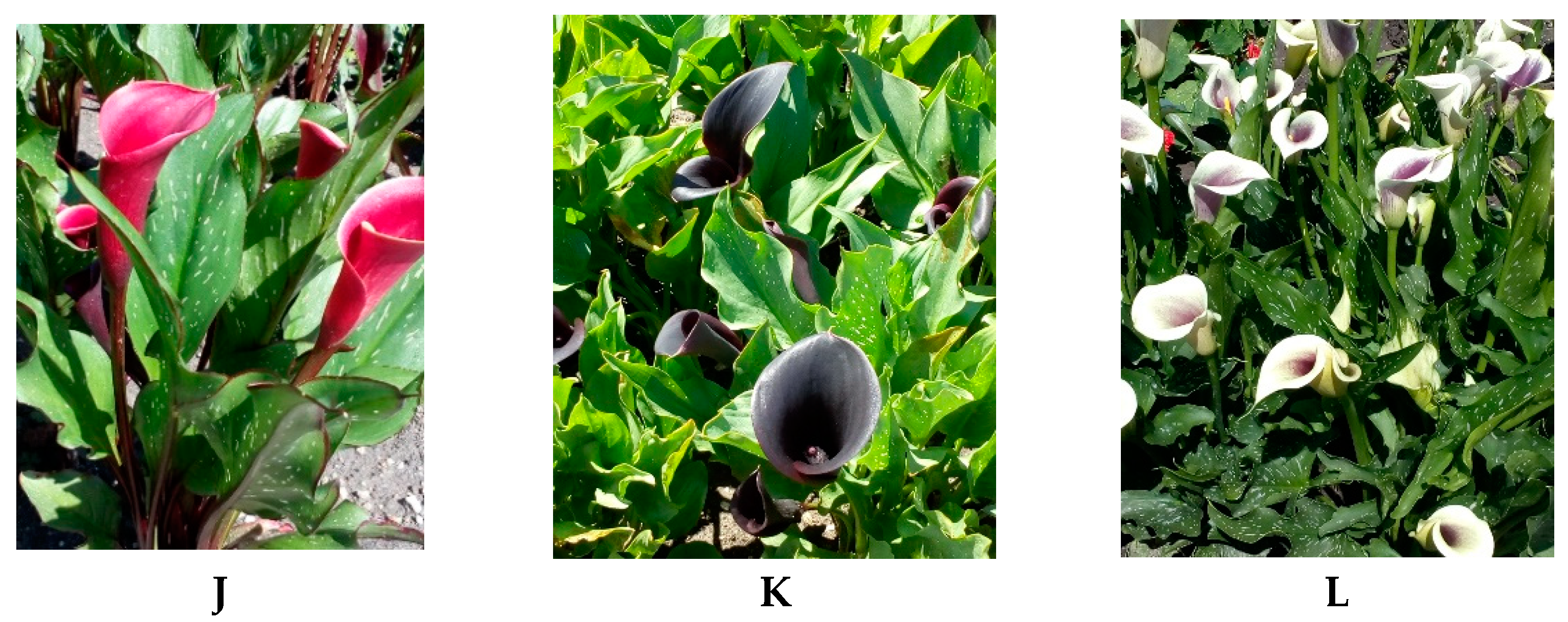 Agronomy 12 01859 g001b