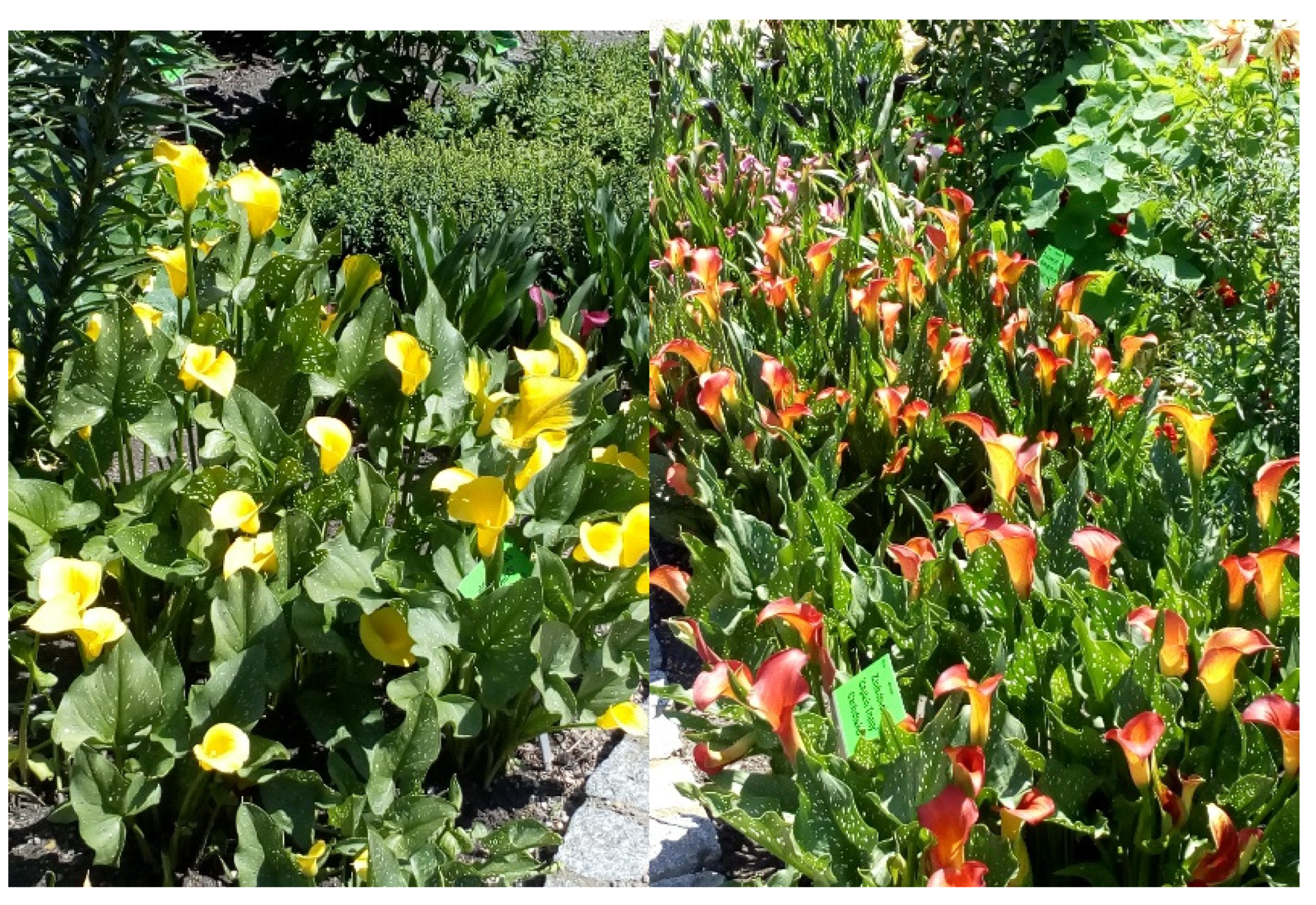 Agronomy 12 01859 g003