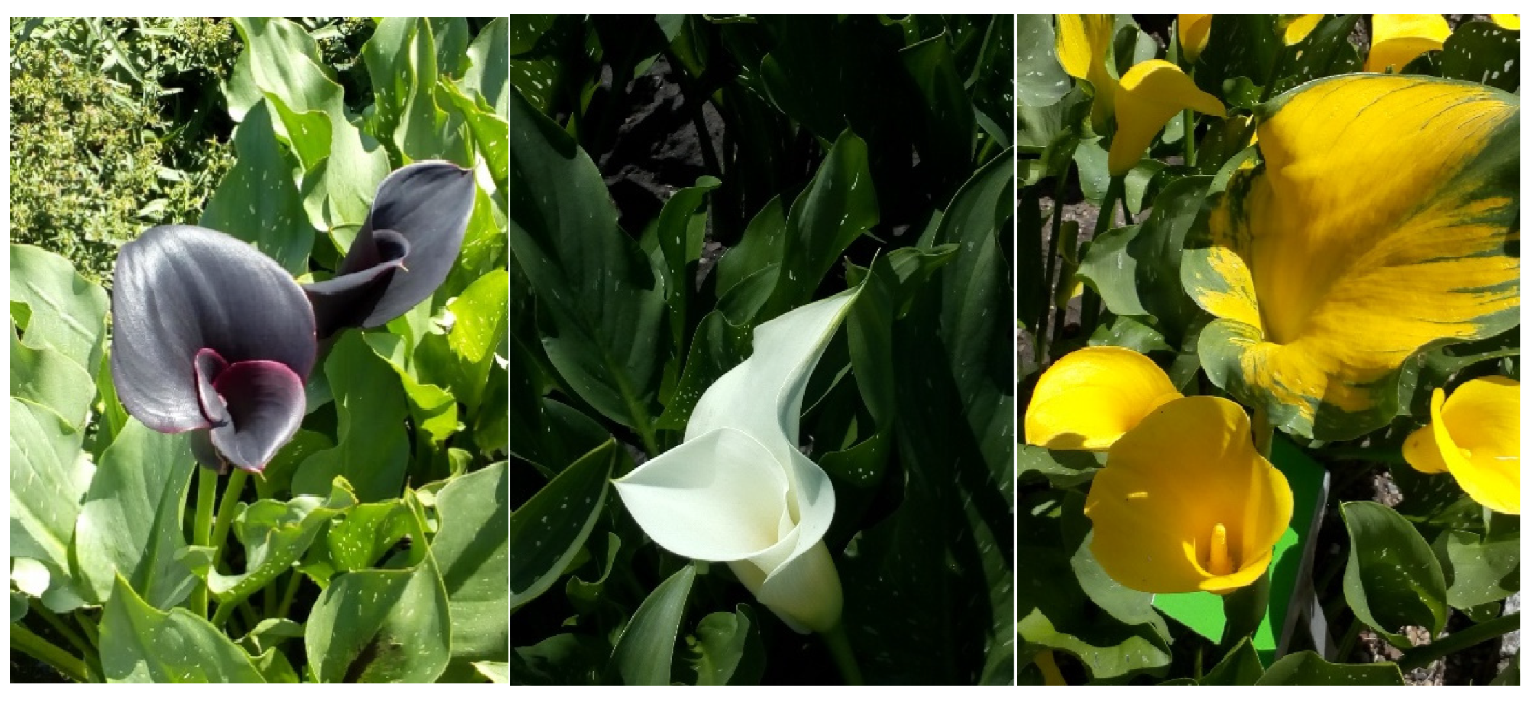 Agronomy 12 01859 g005