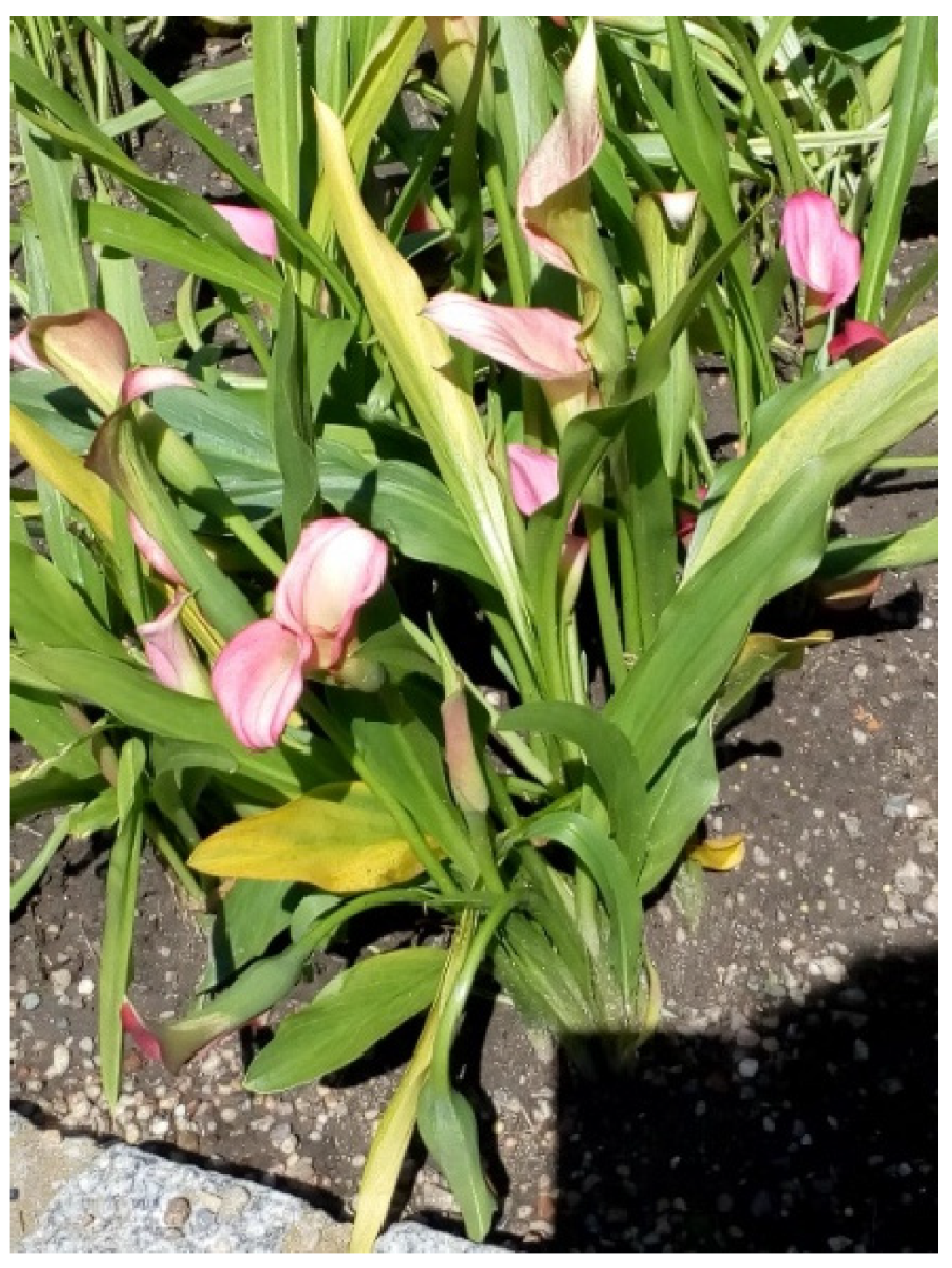 Agronomy 12 01859 g007