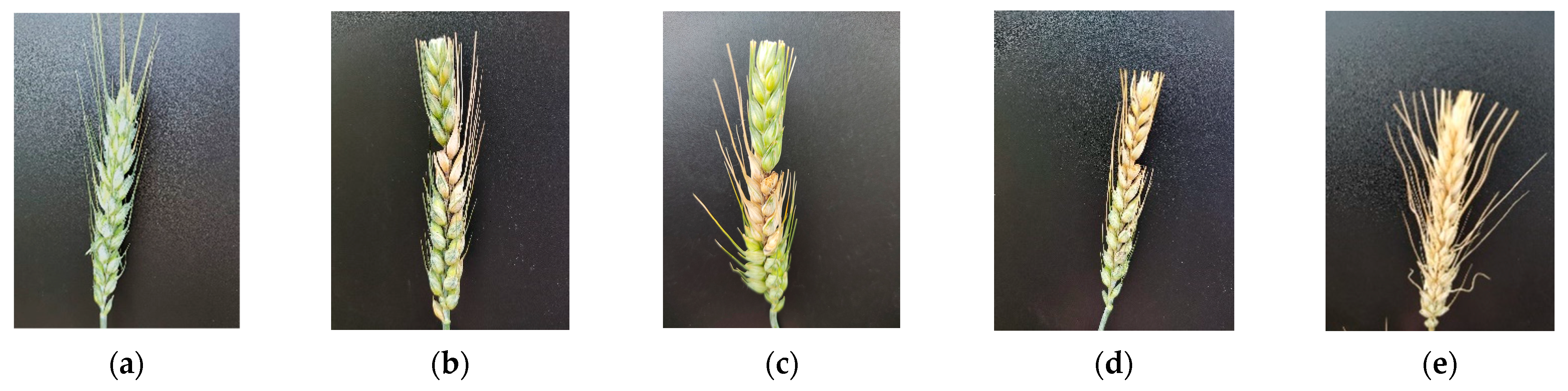 Agronomy 12 01876 g001 Agronomy 12 01876 g001