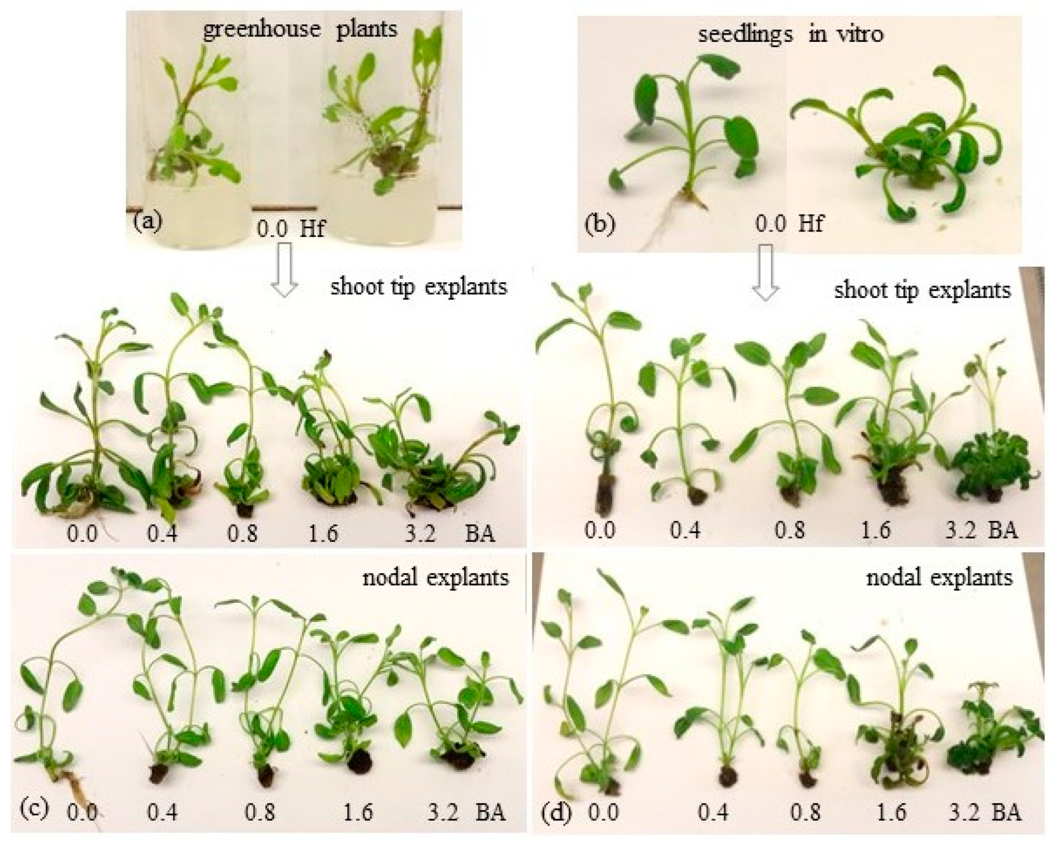 Agronomy 12 01889 g001