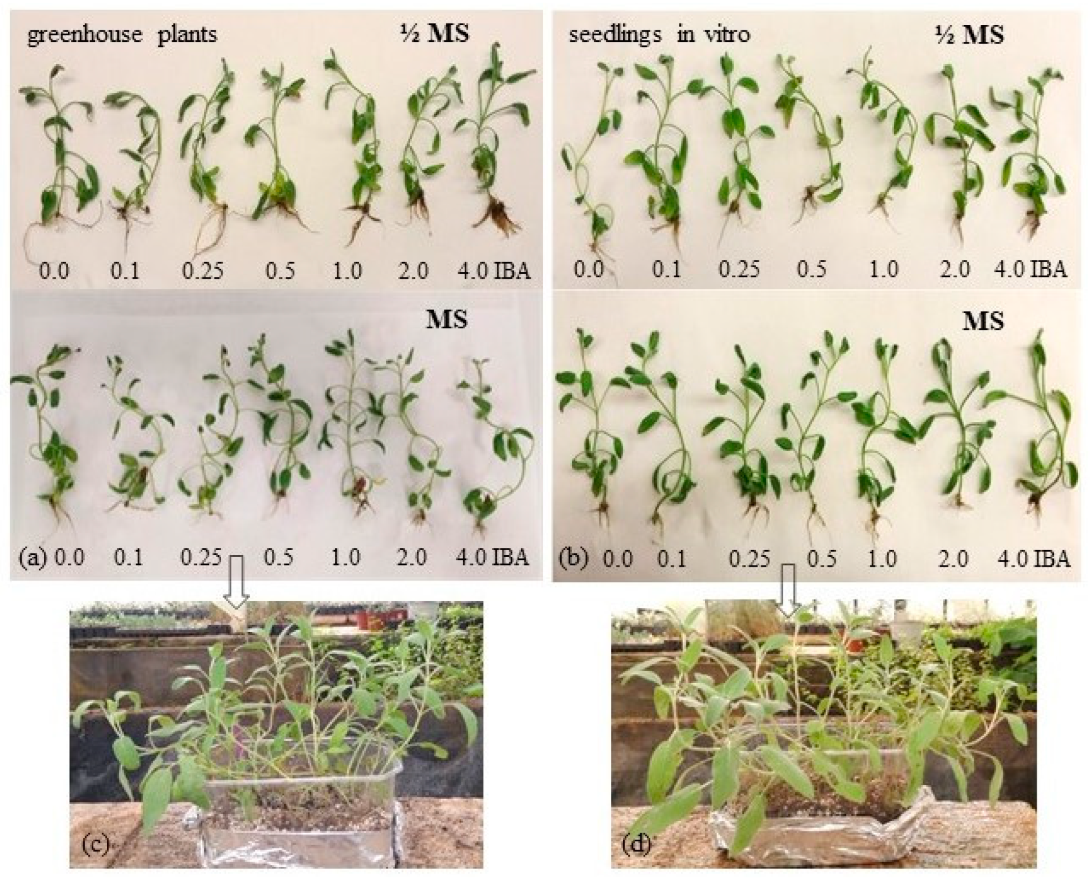 Agronomy 12 01889 g002