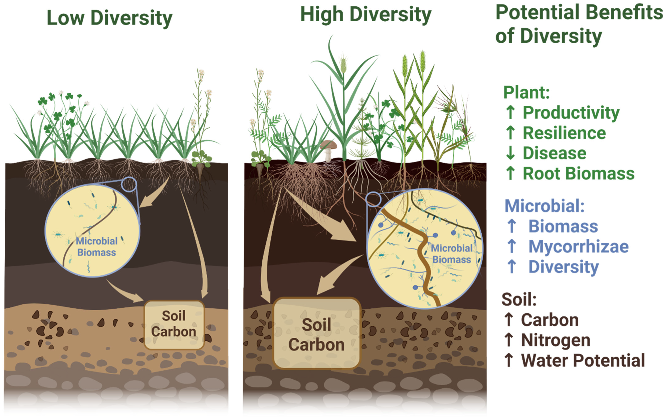 Agronomy 12 01893 g002 Agronomy 12 01893 g002