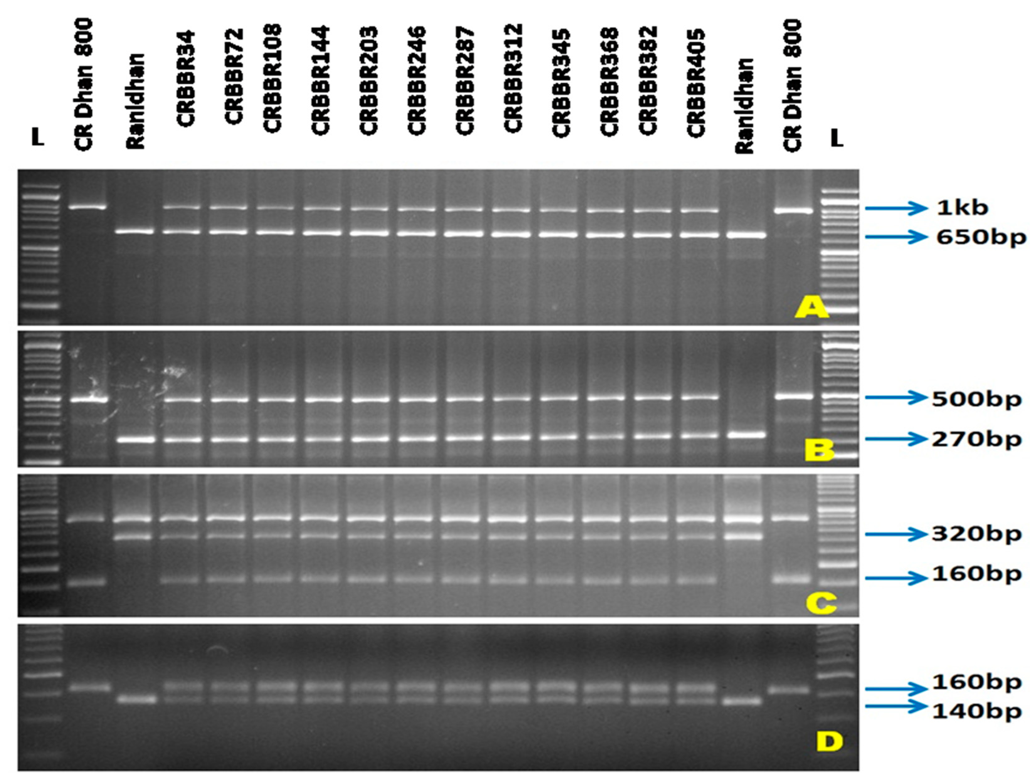 Agronomy 12 01903 g002