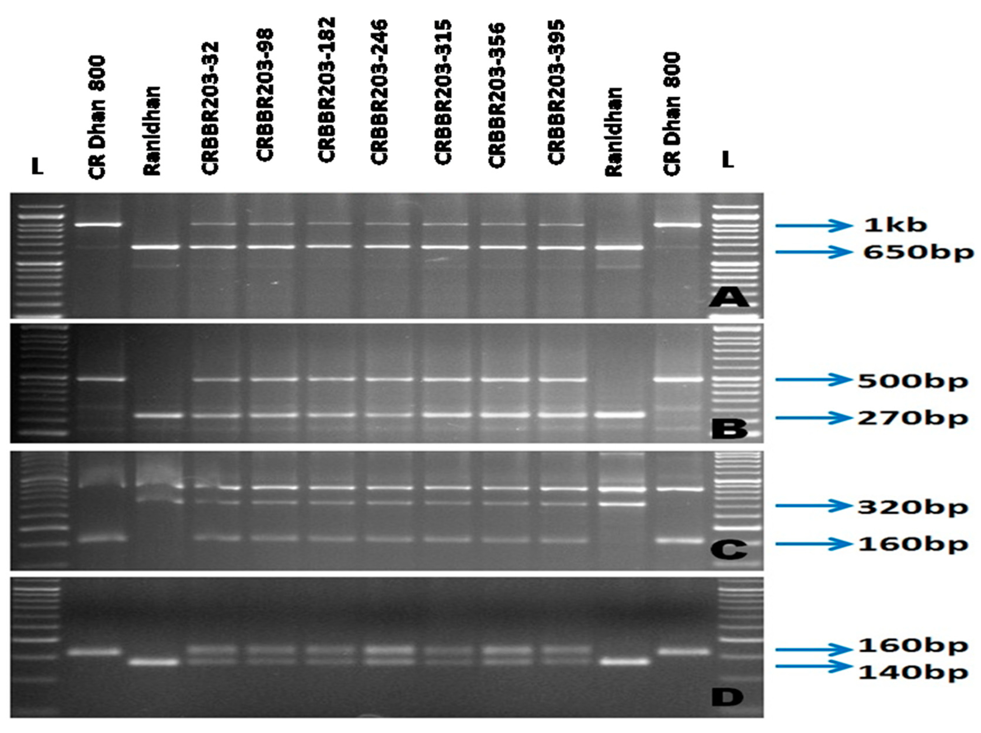Agronomy 12 01903 g003
