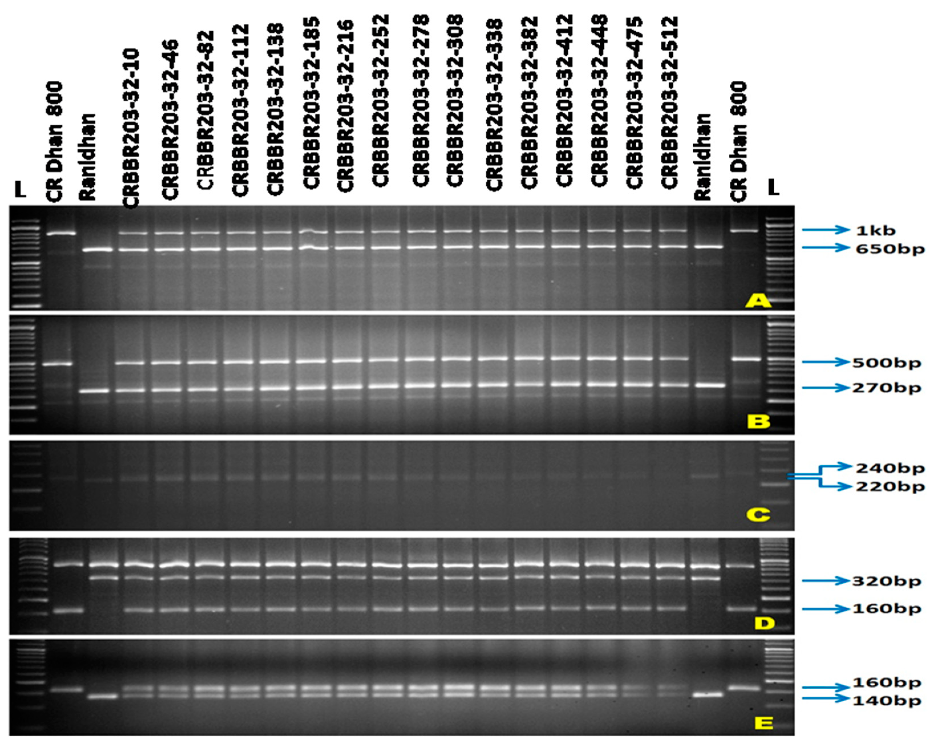 Agronomy 12 01903 g004