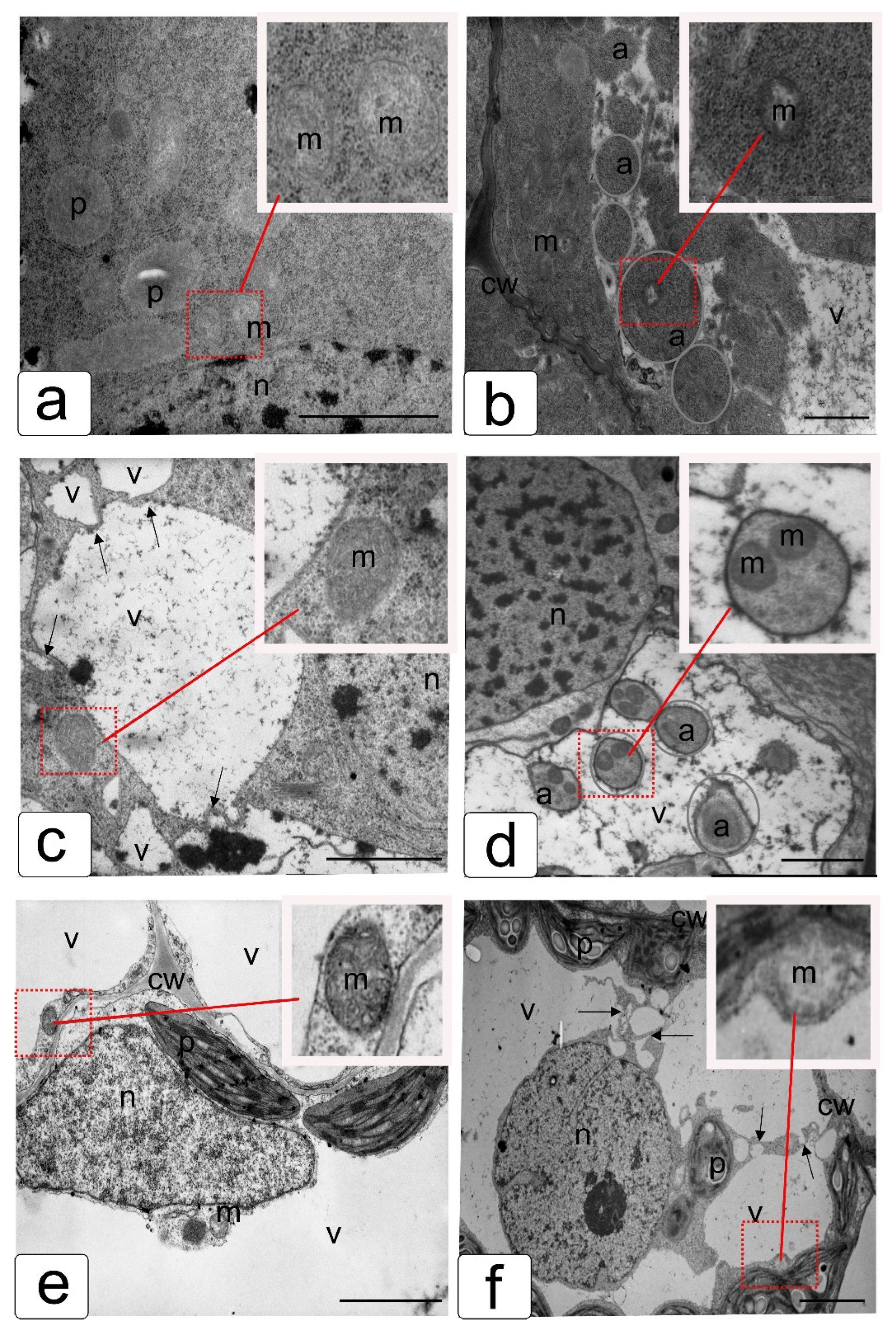 Agronomy 12 01909 g004
