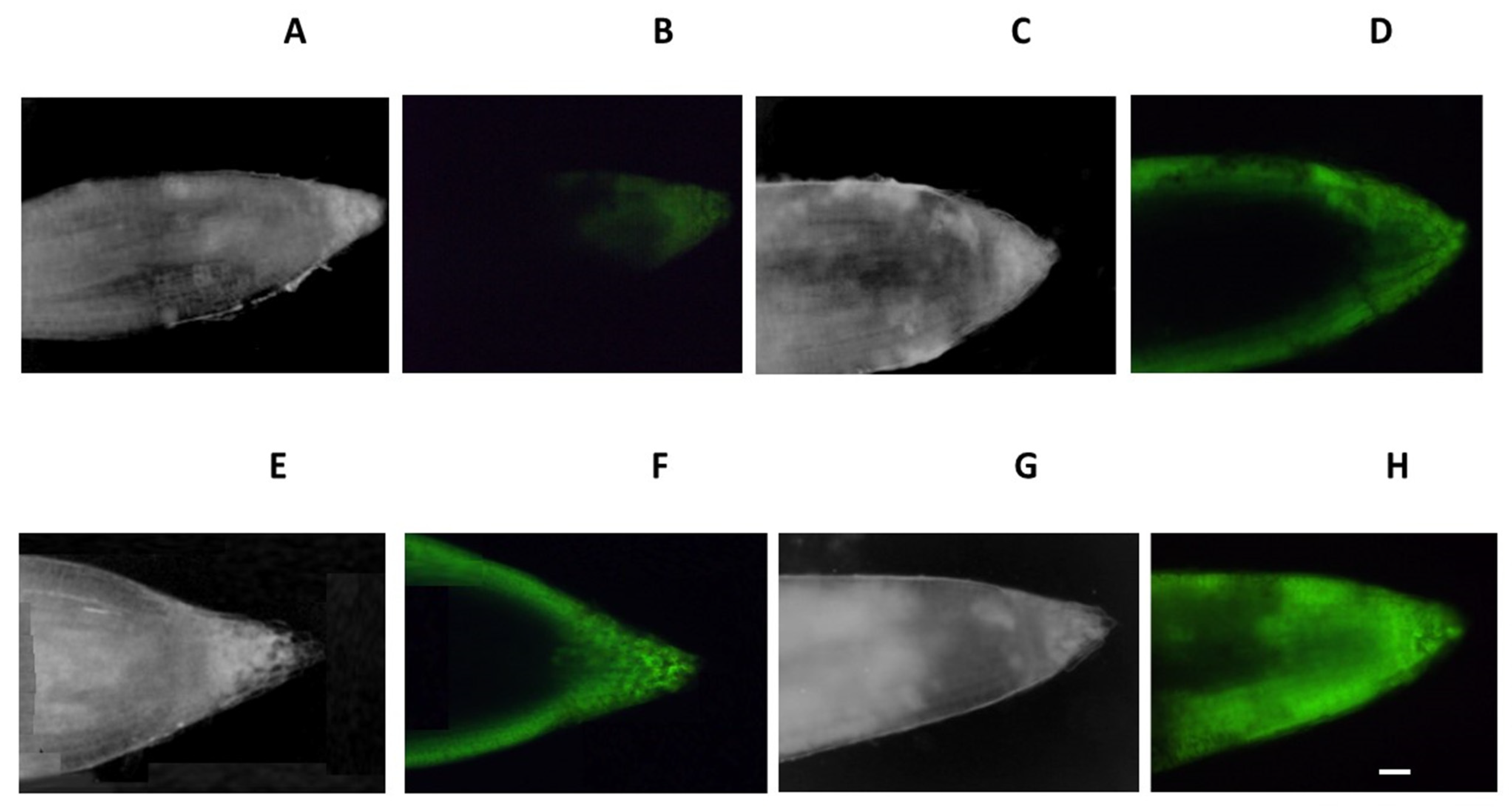 Agronomy 12 01909 g005
