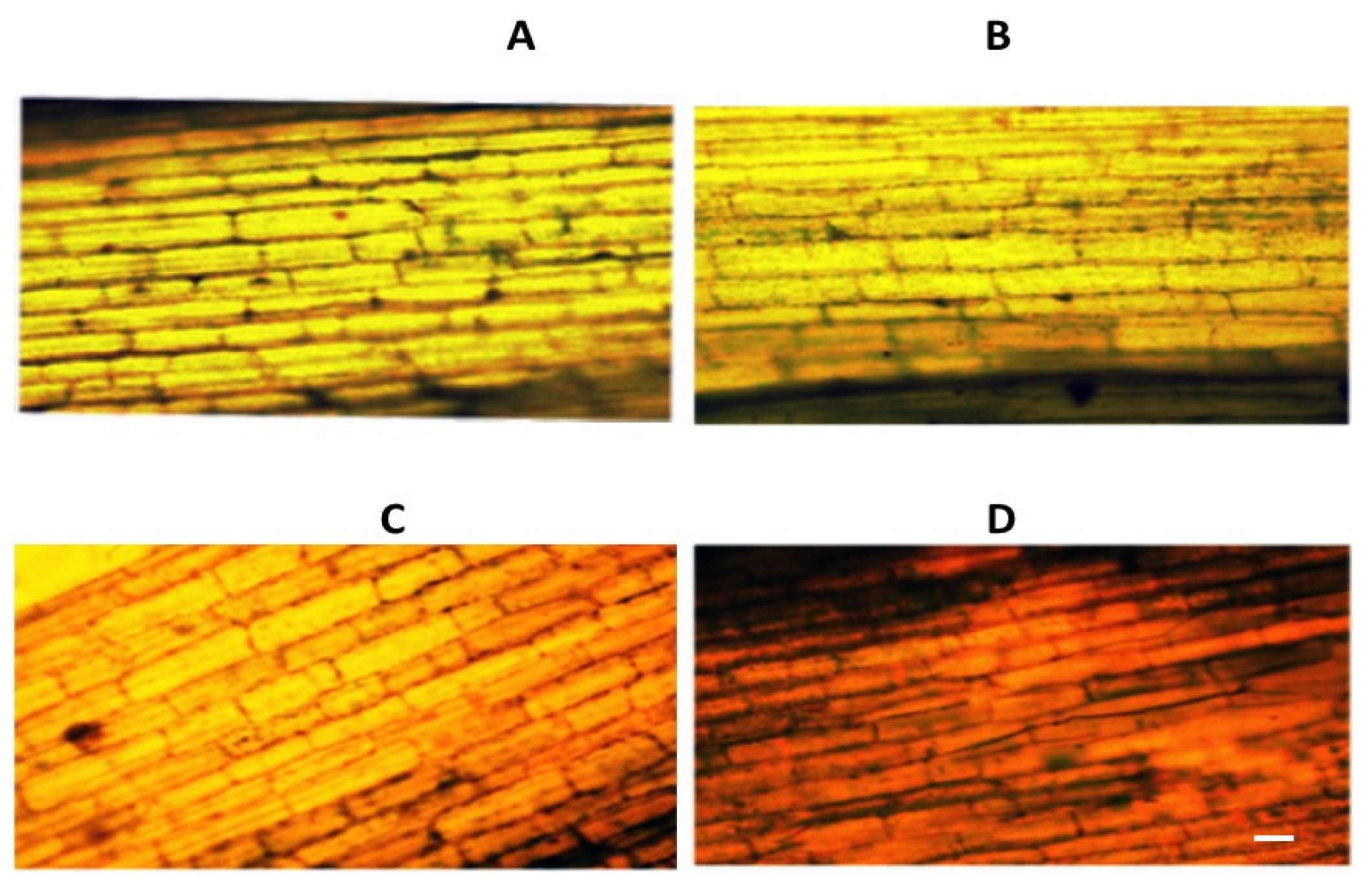 Agronomy 12 01909 g006