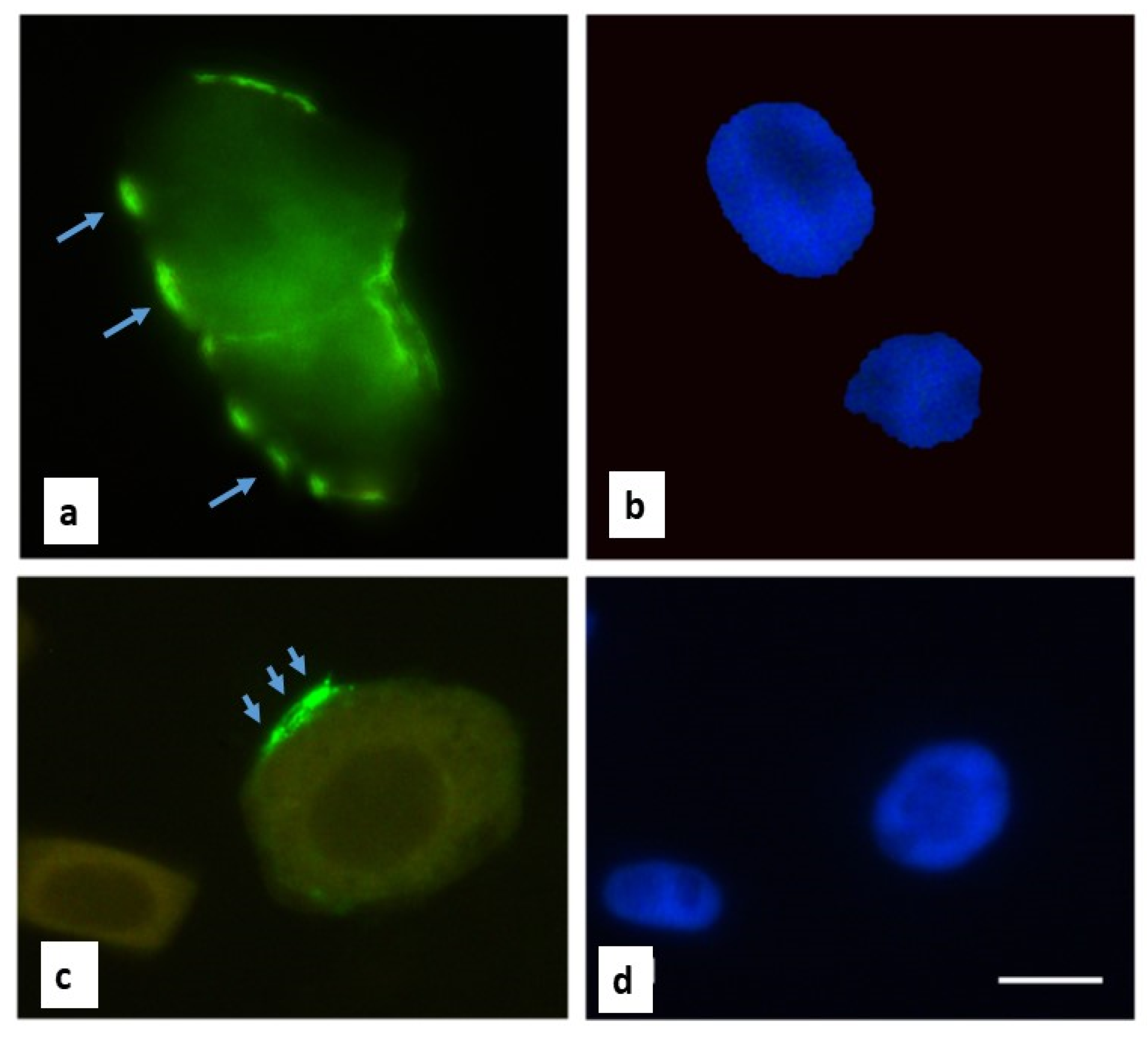 Agronomy 12 01909 g007