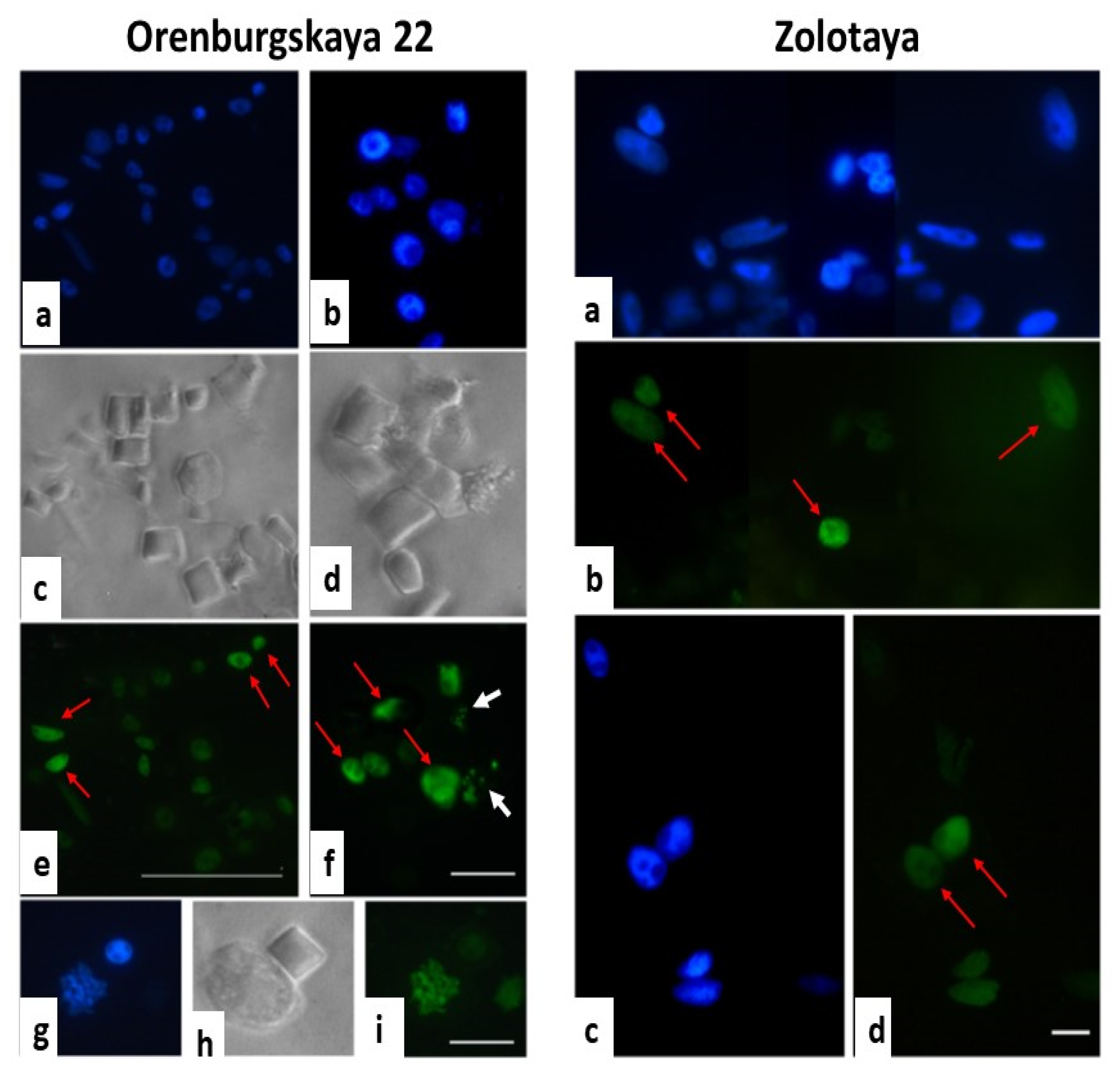 Agronomy 12 01909 g008