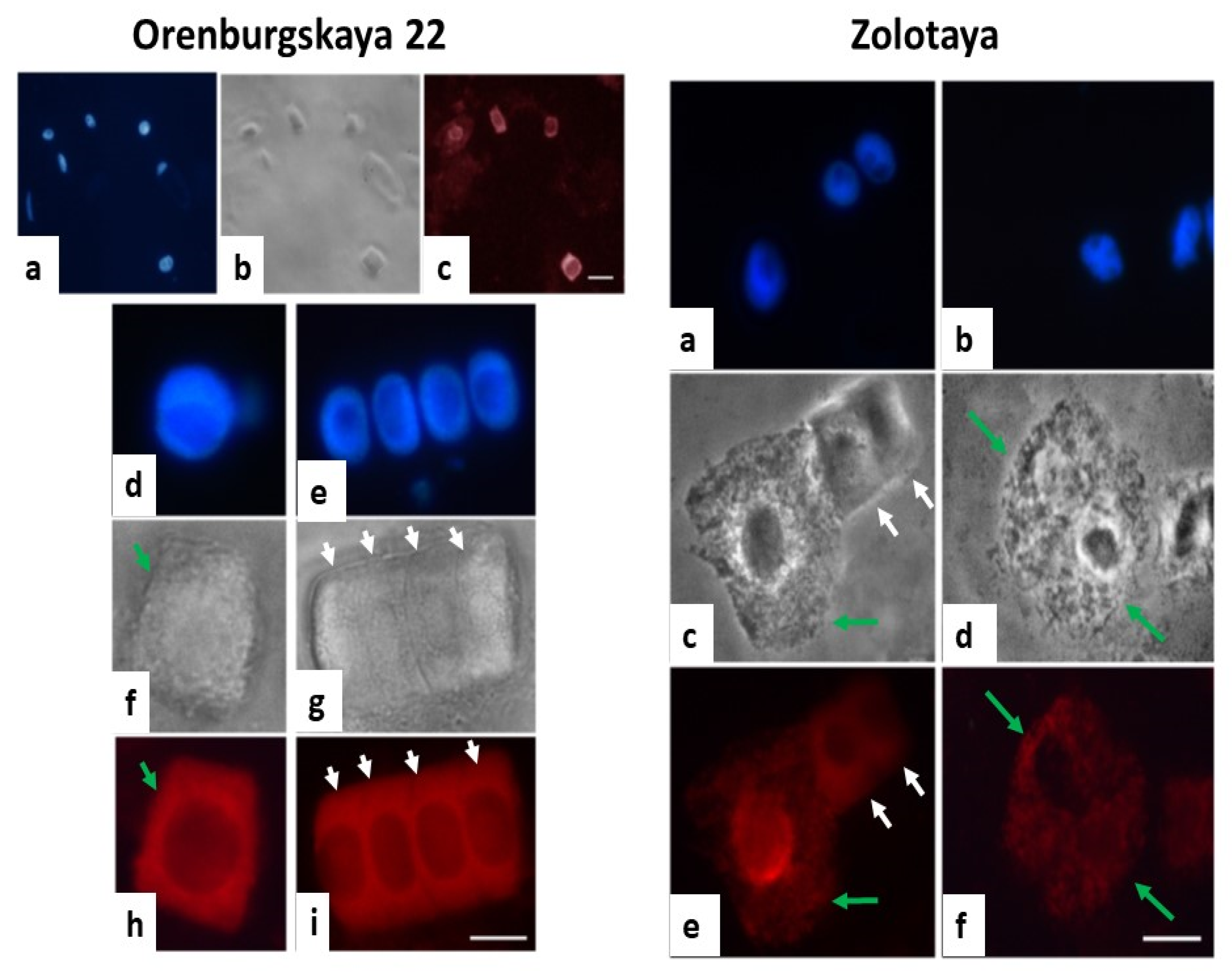 Agronomy 12 01909 g009