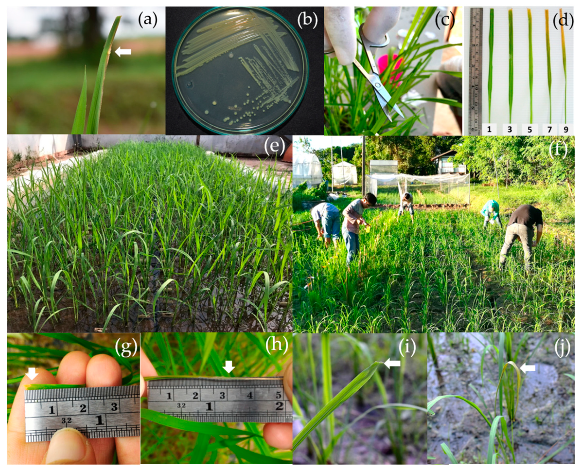 Agronomy 12 01930 g002
