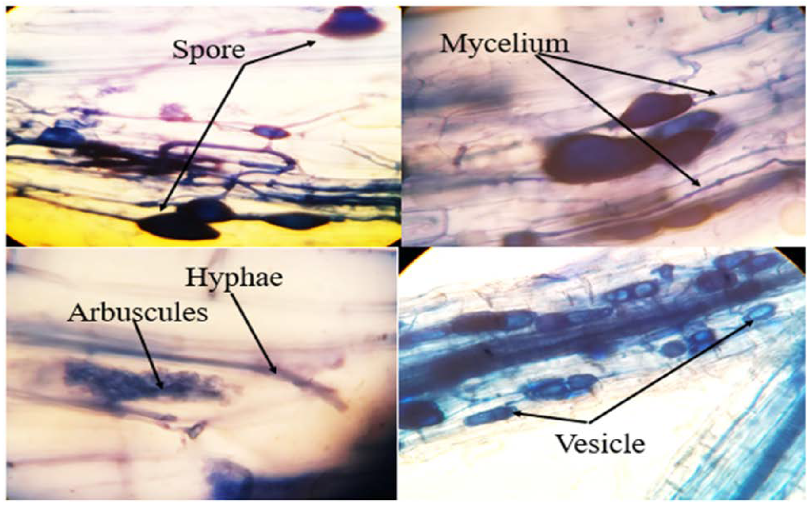 Agronomy 12 01943 g001