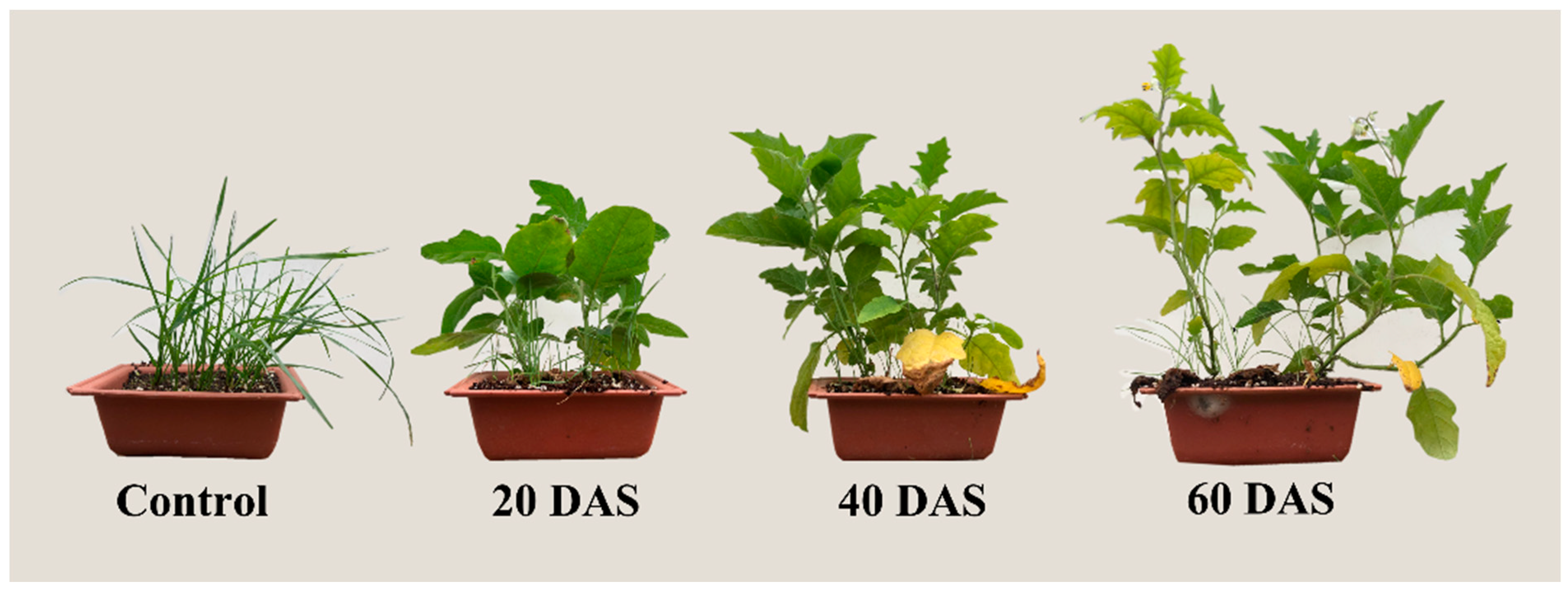 Agronomy 12 01954 g003