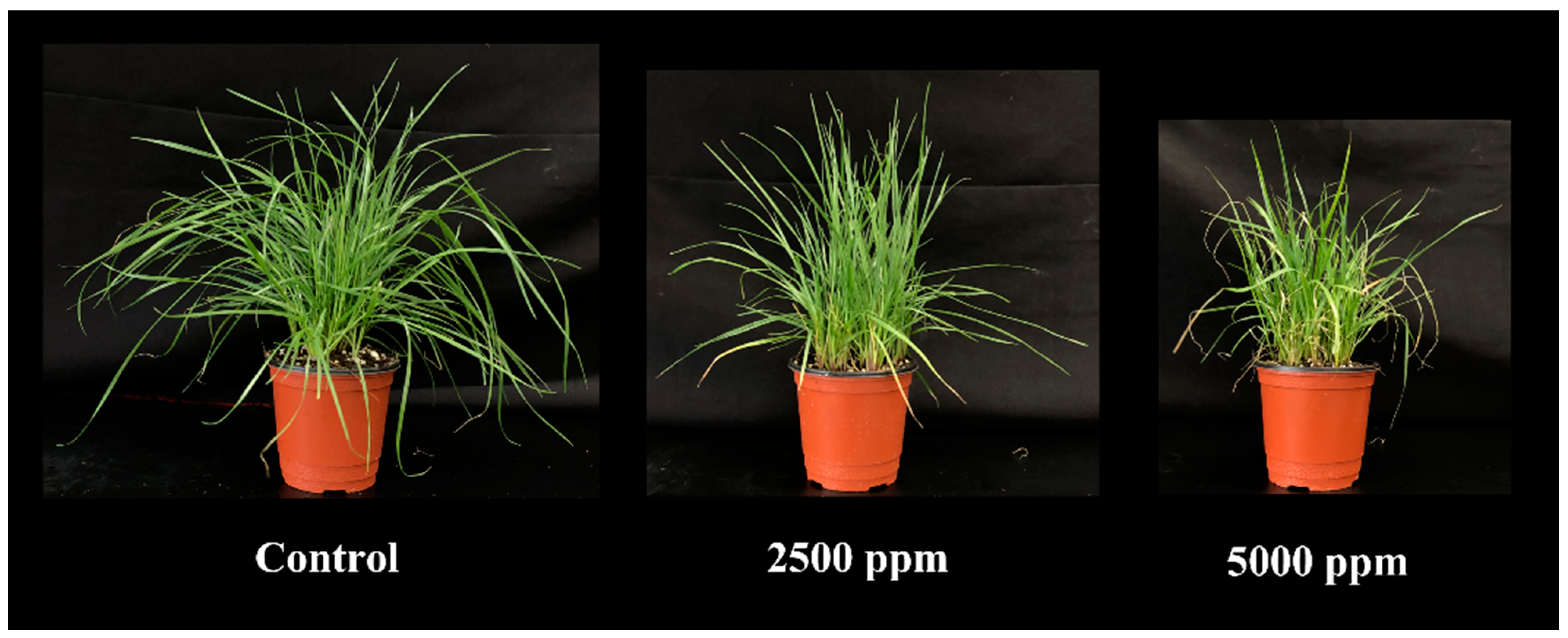 Agronomy 12 01954 g004