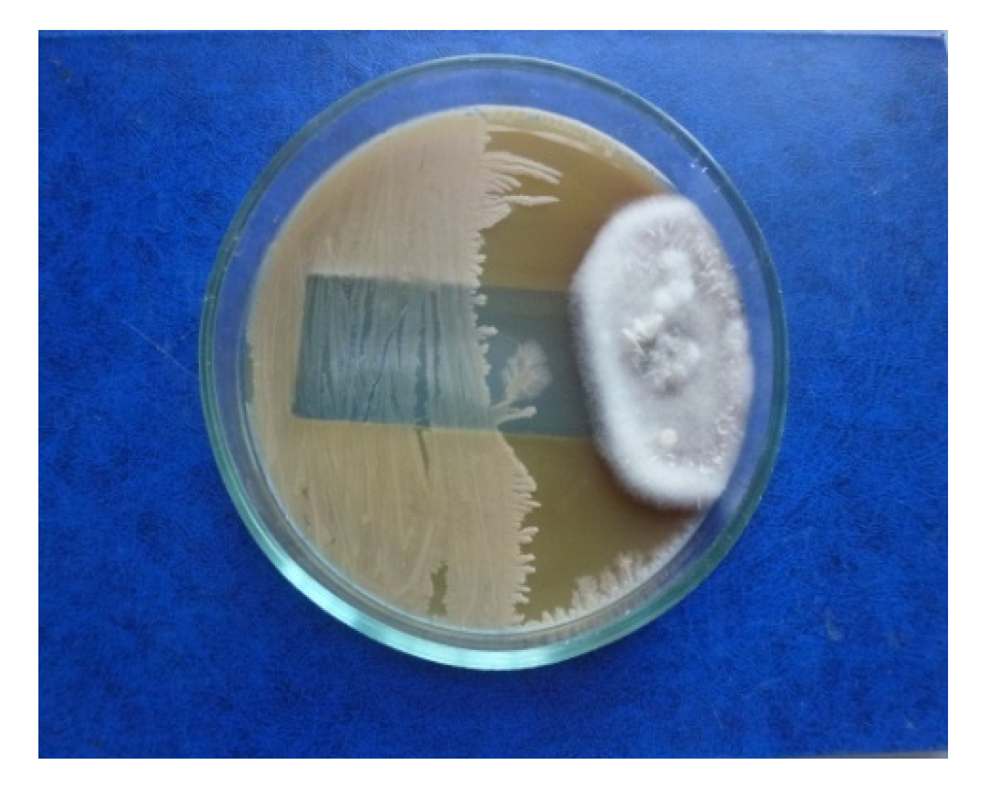 Agronomy 12 01956 g001