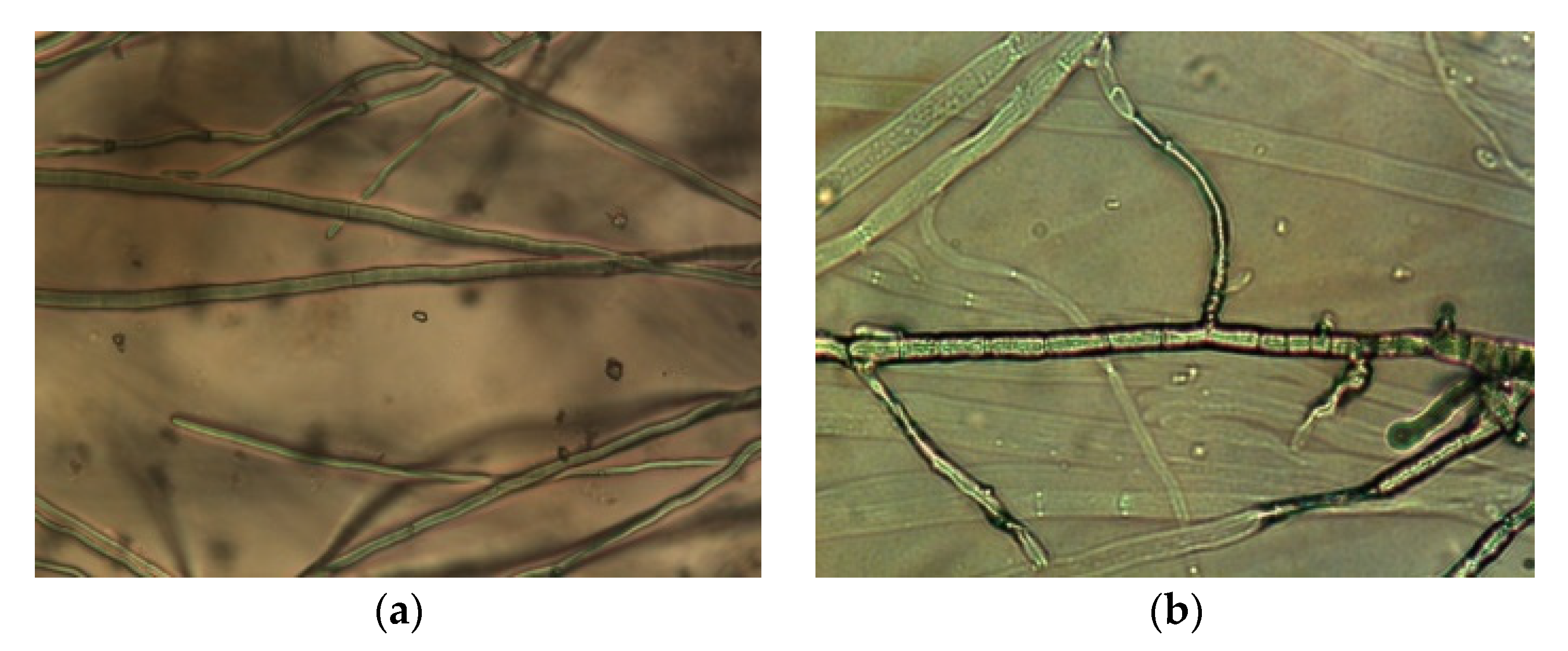 Agronomy 12 01956 g003