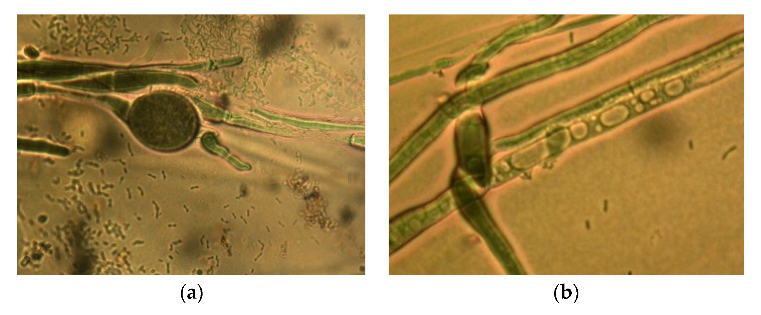 Agronomy 12 01956 g004