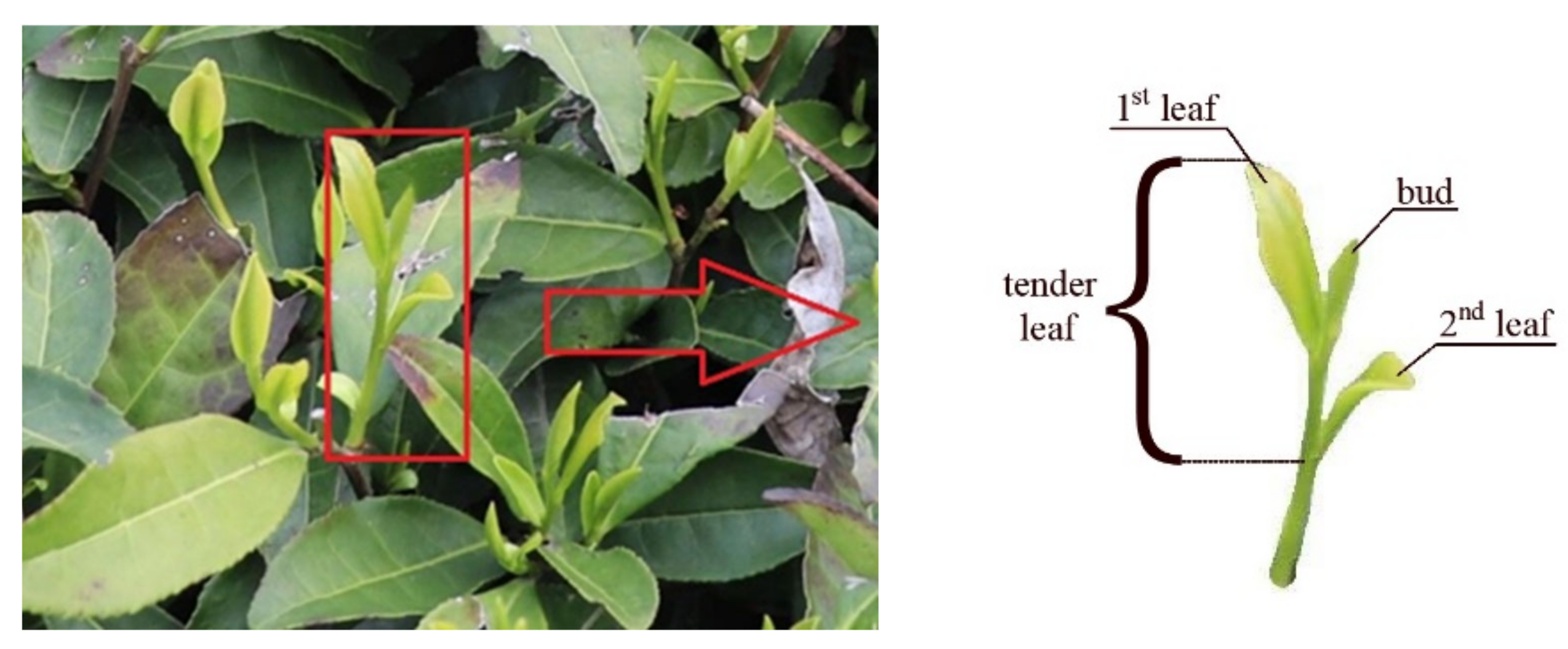 Agronomy 12 01958 g001