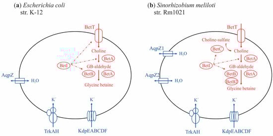 Agronomy 12 01968 g001