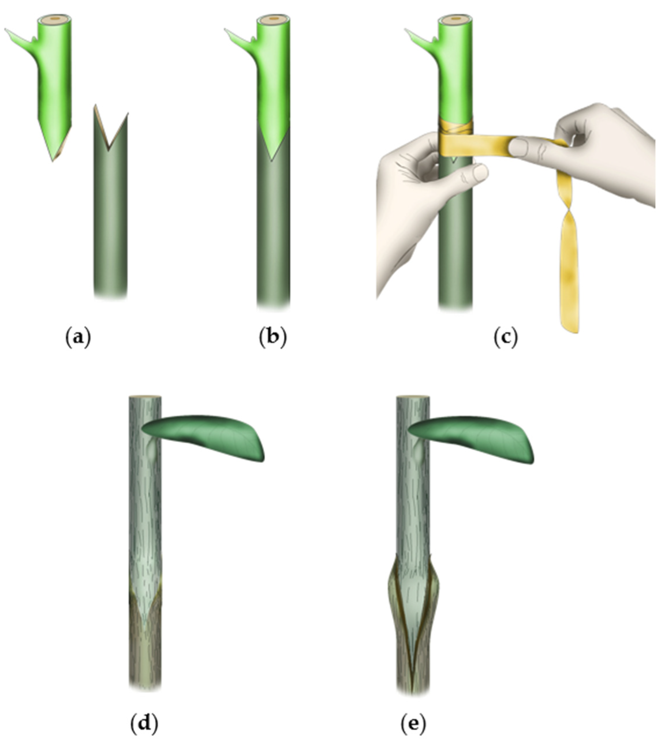 Agronomy 12 01981 g001
