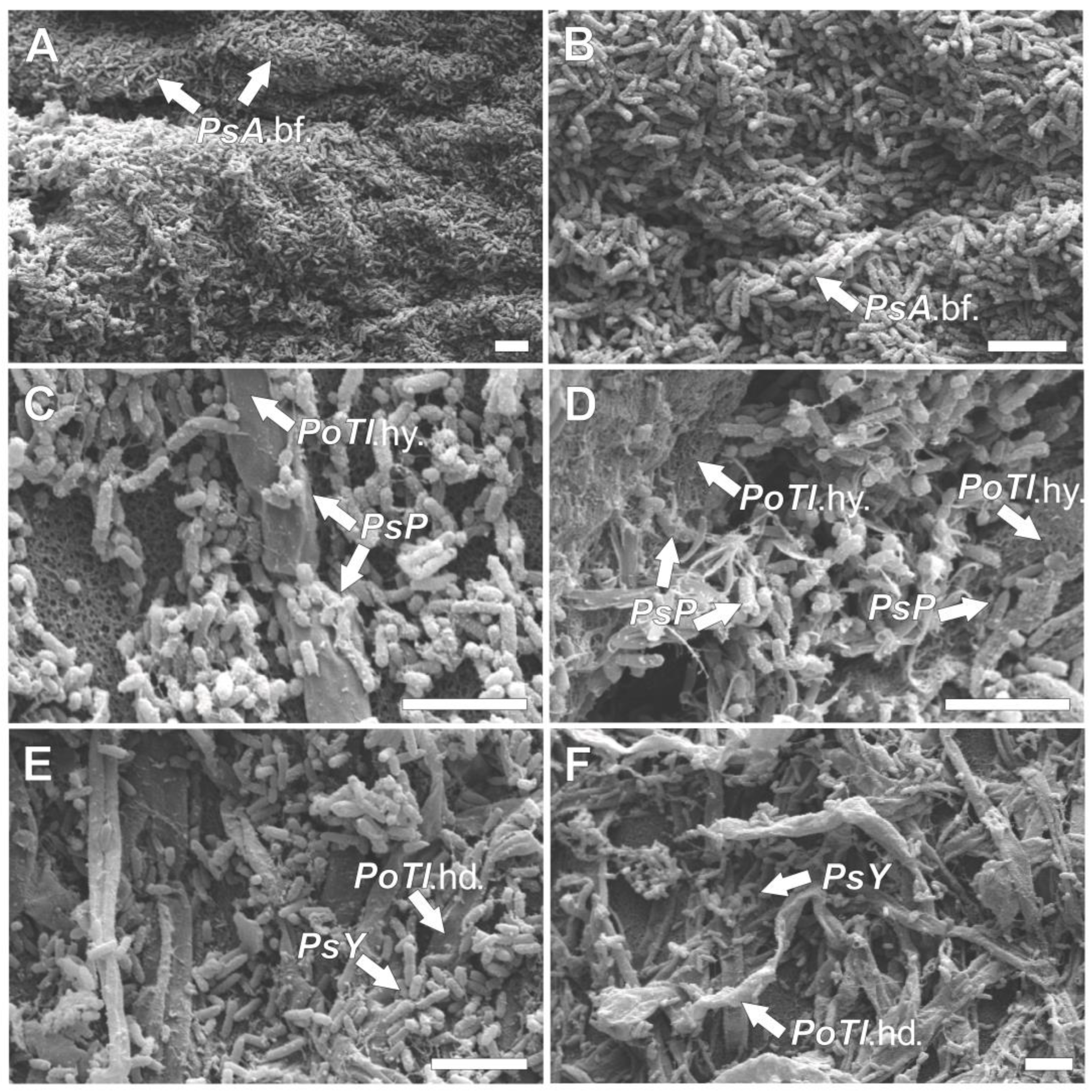Agronomy 12 02003 g005