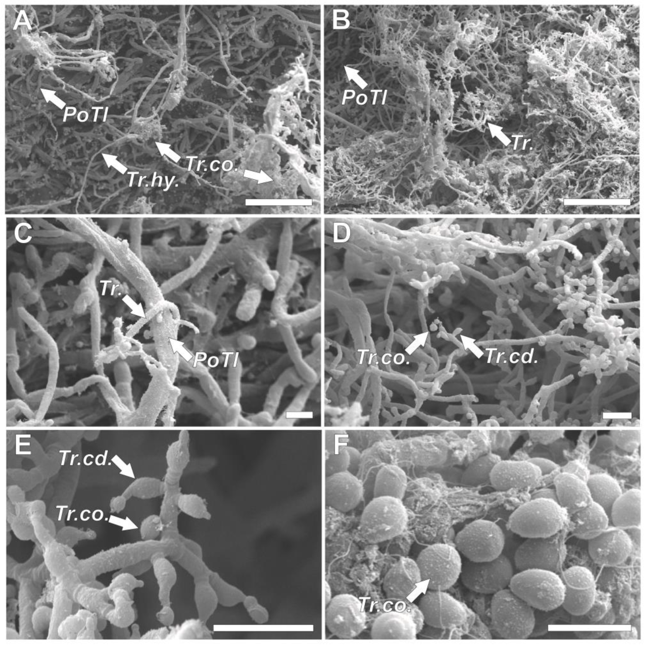 Agronomy 12 02003 g006