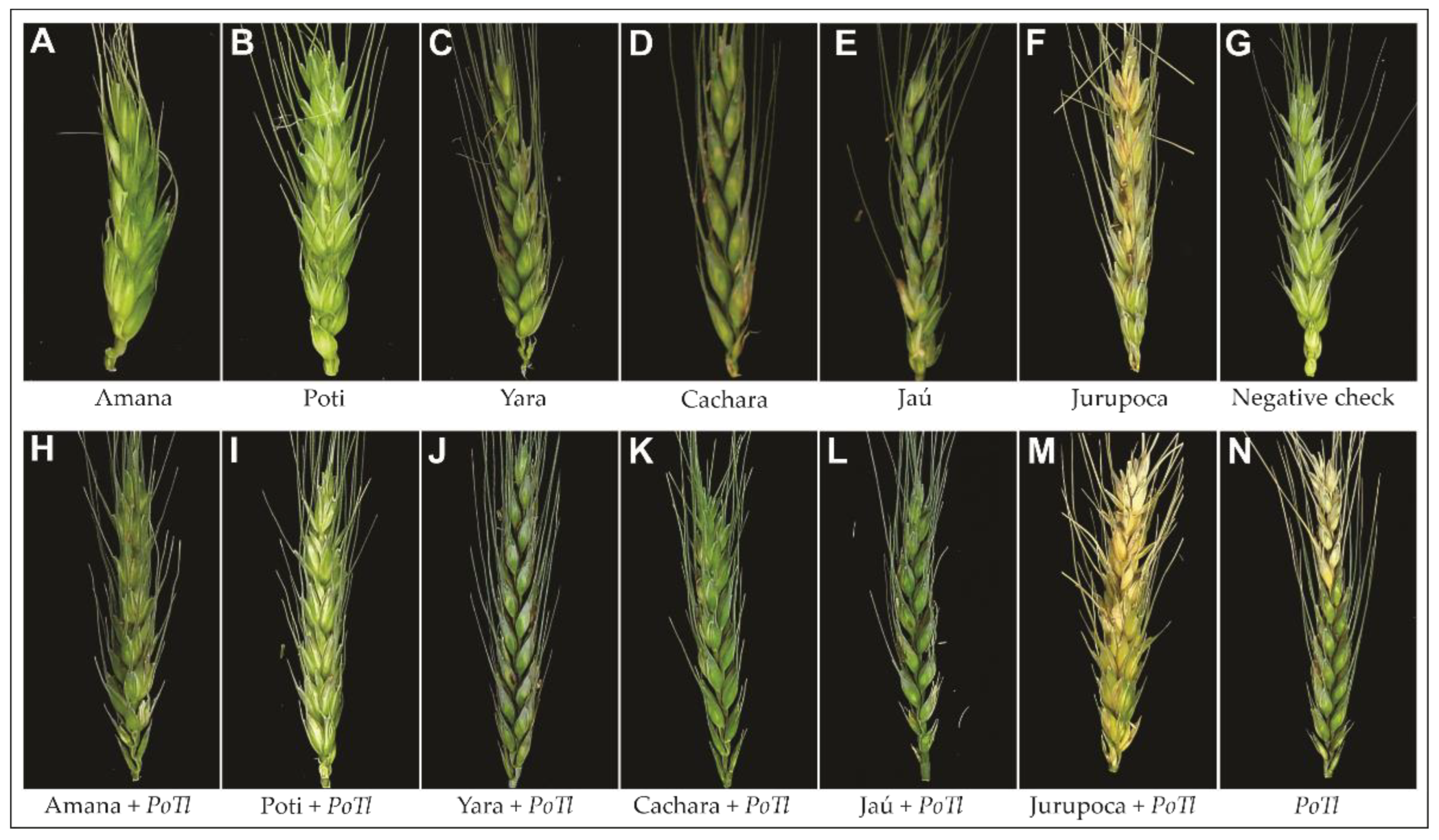 Agronomy 12 02003 g008