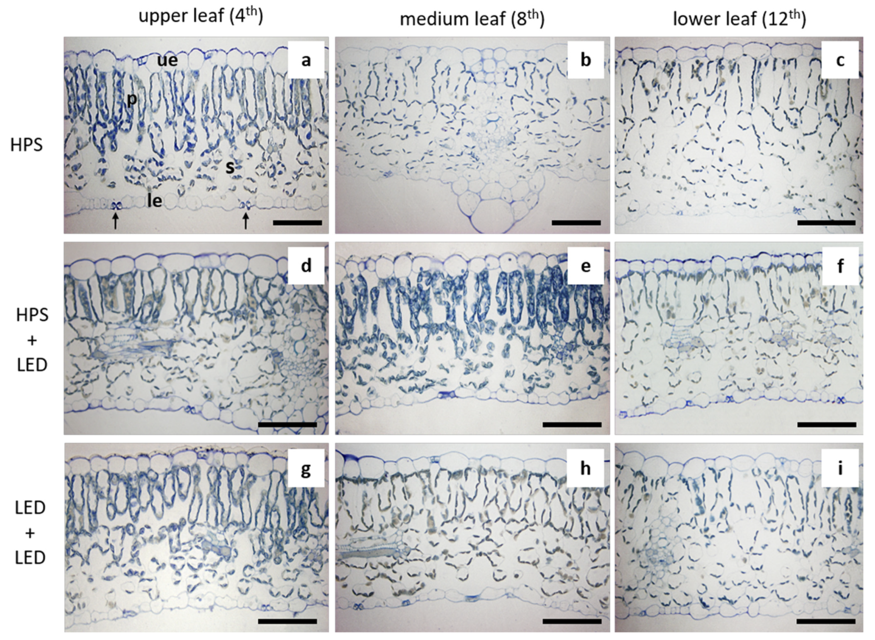 Agronomy 12 02004 g001