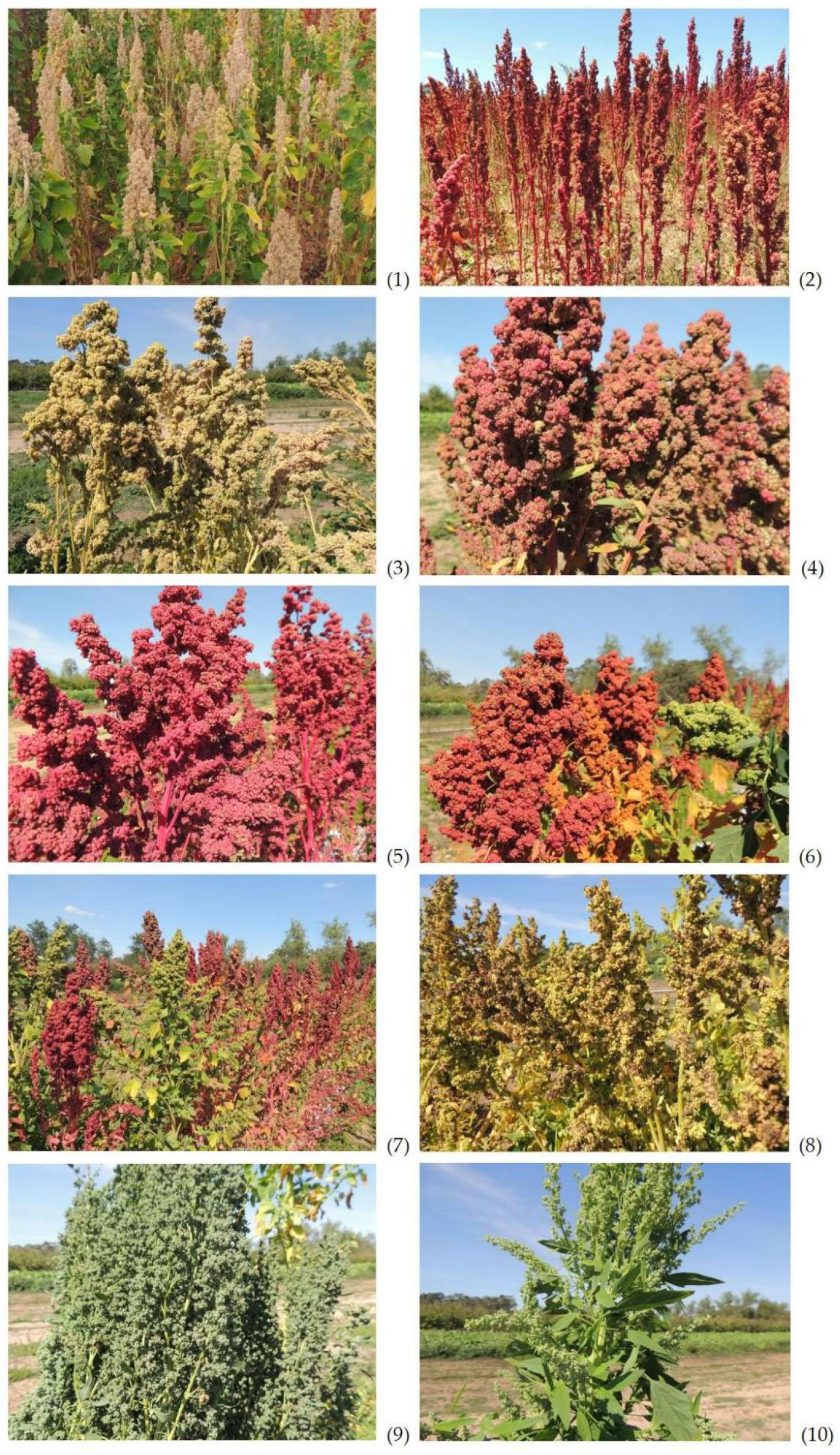 Agronomy 12 02026 g002a