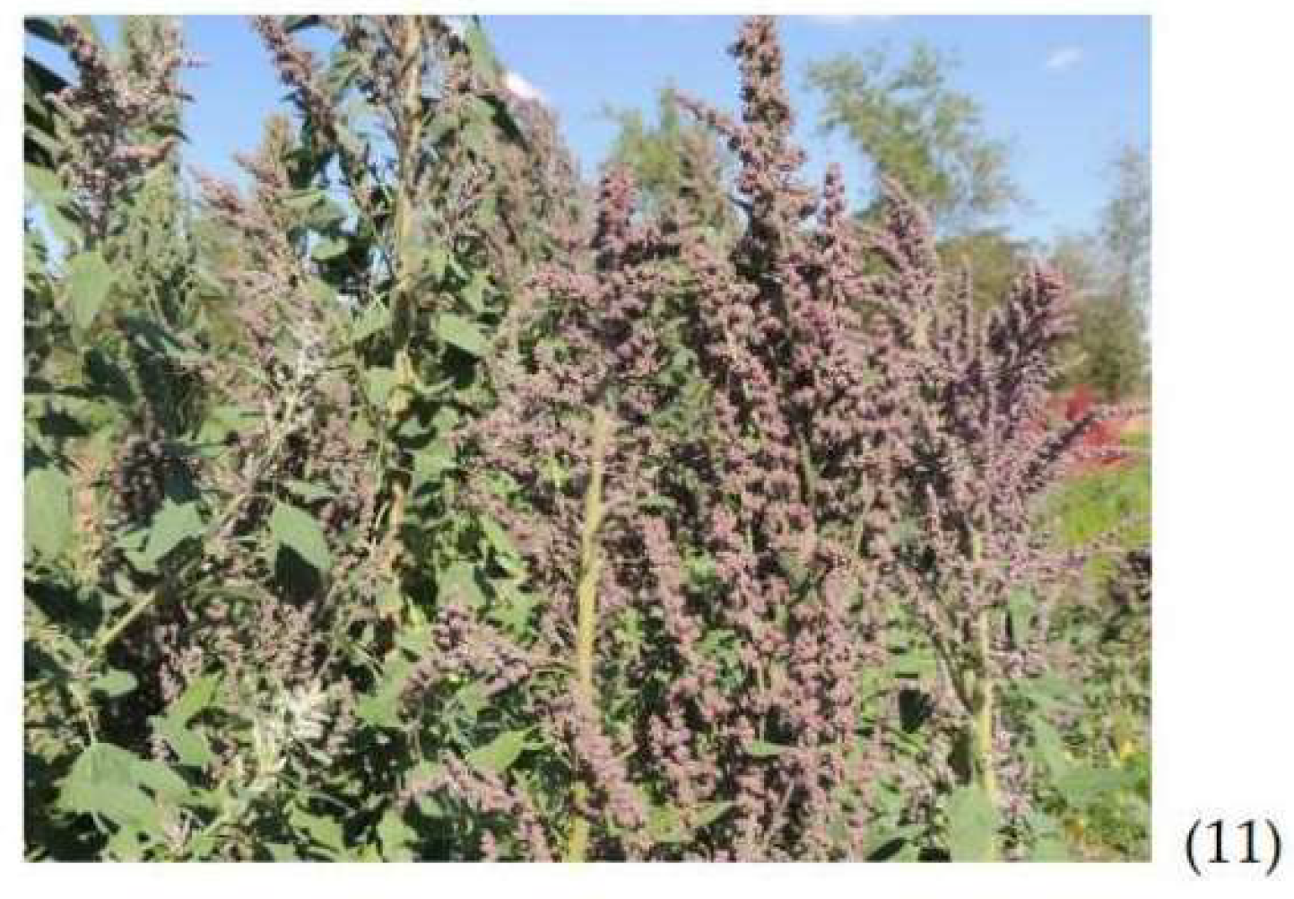 Agronomy 12 02026 g002b