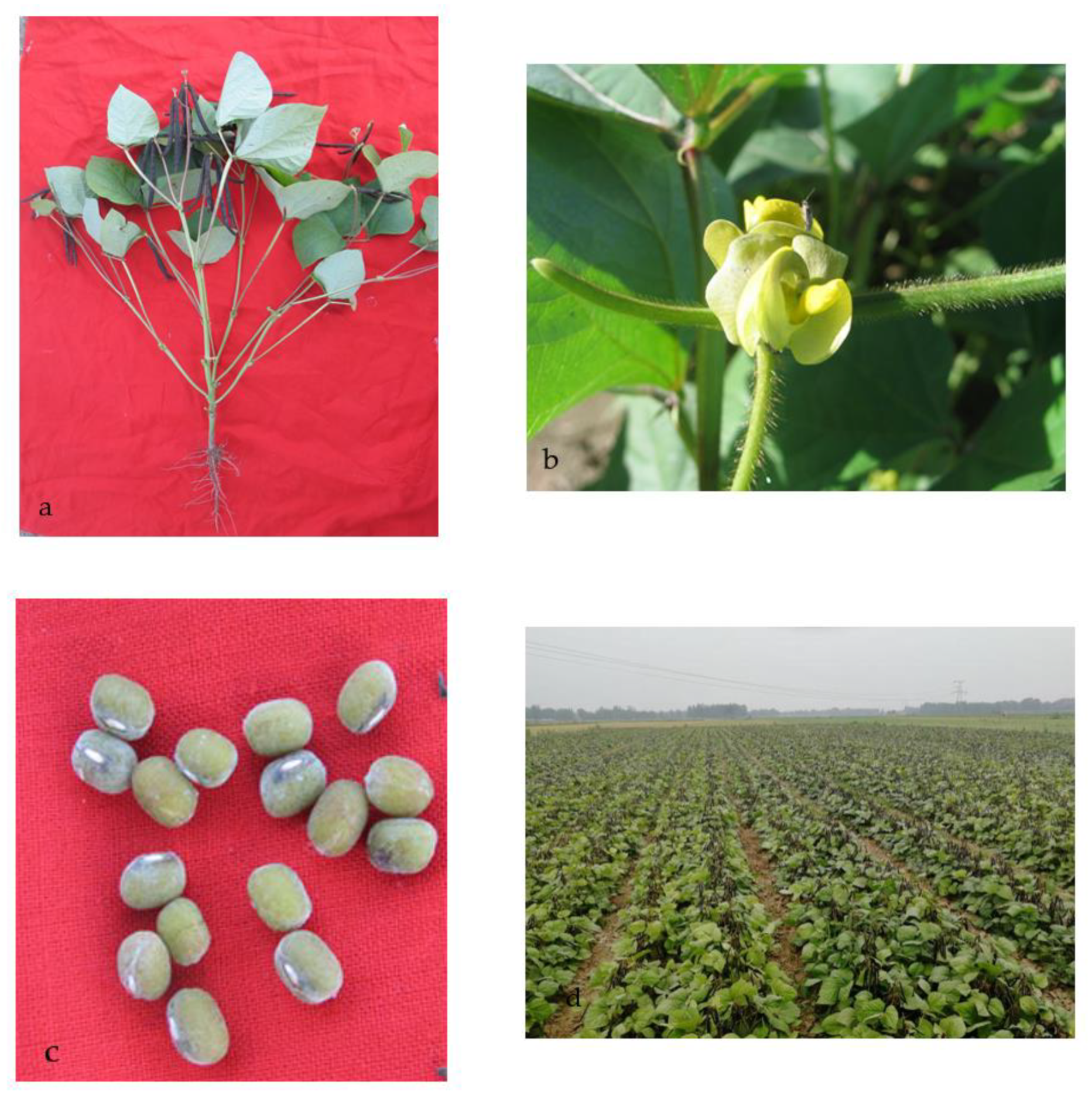 Agronomy 12 02065 g002