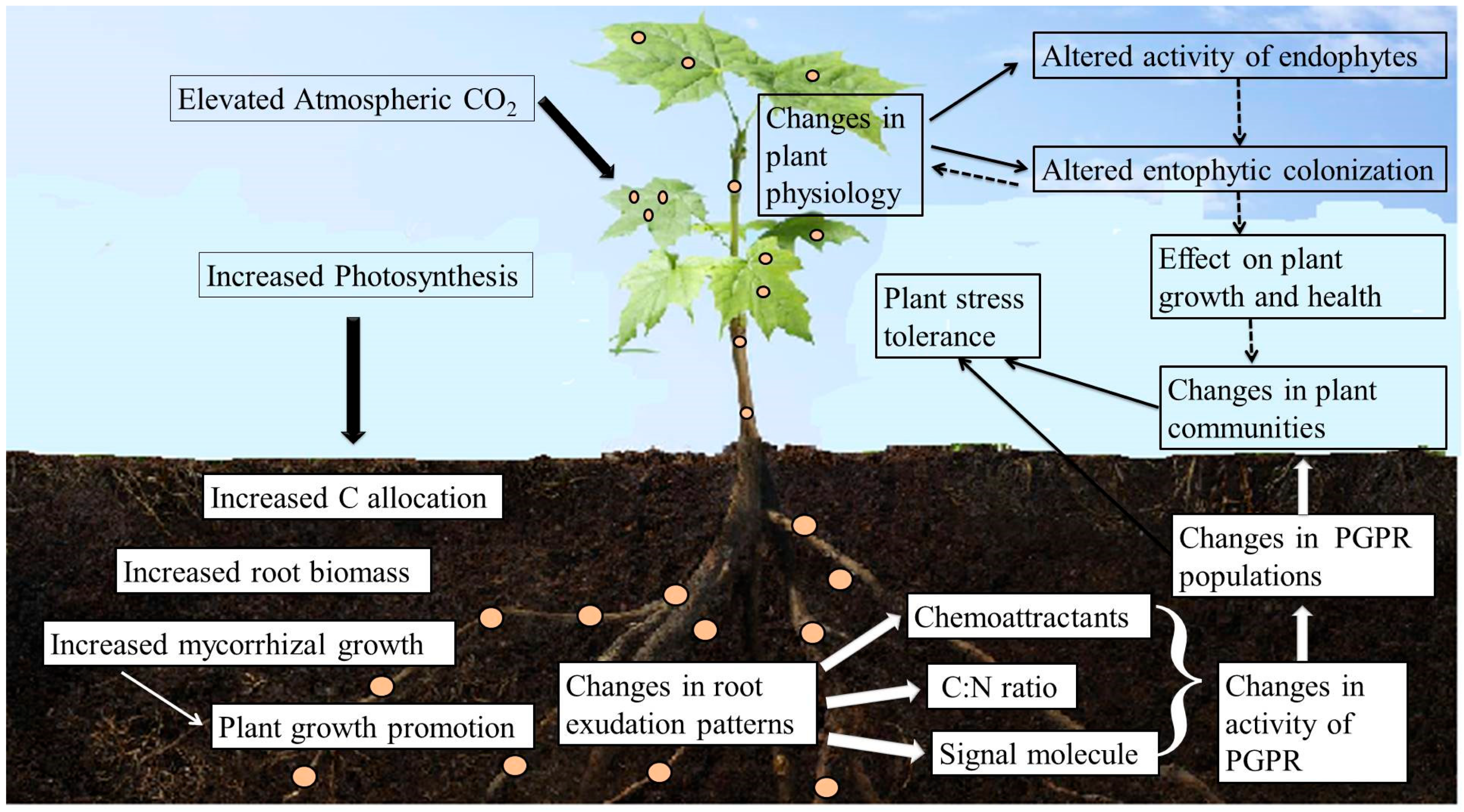 Agronomy 12 02069 g001