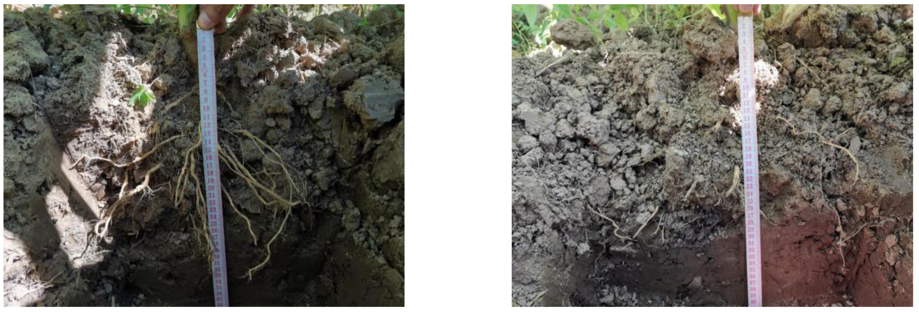 Agronomy 12 02097 g002