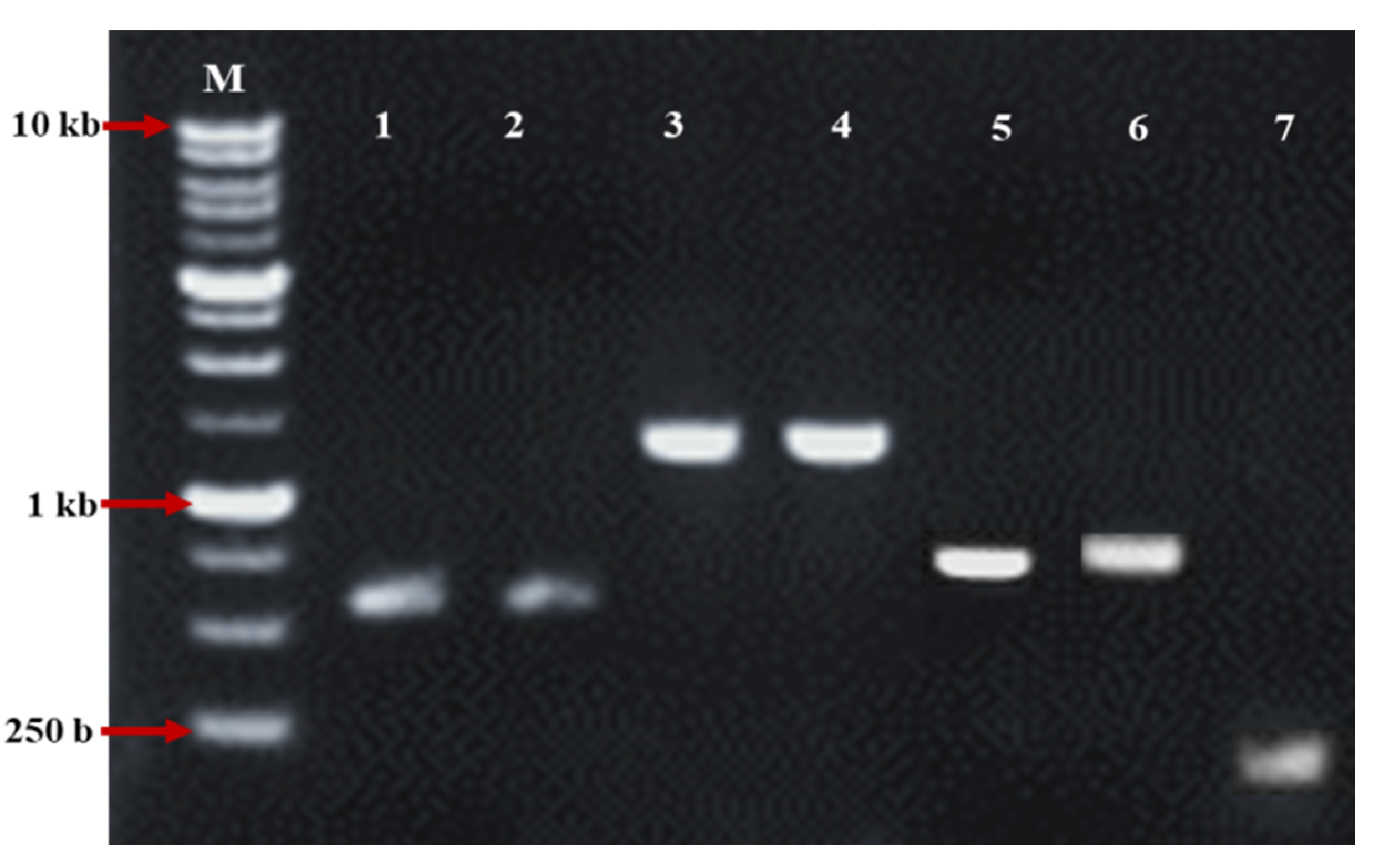 Agronomy 12 02154 g004 Agronomy 12 02154 g004
