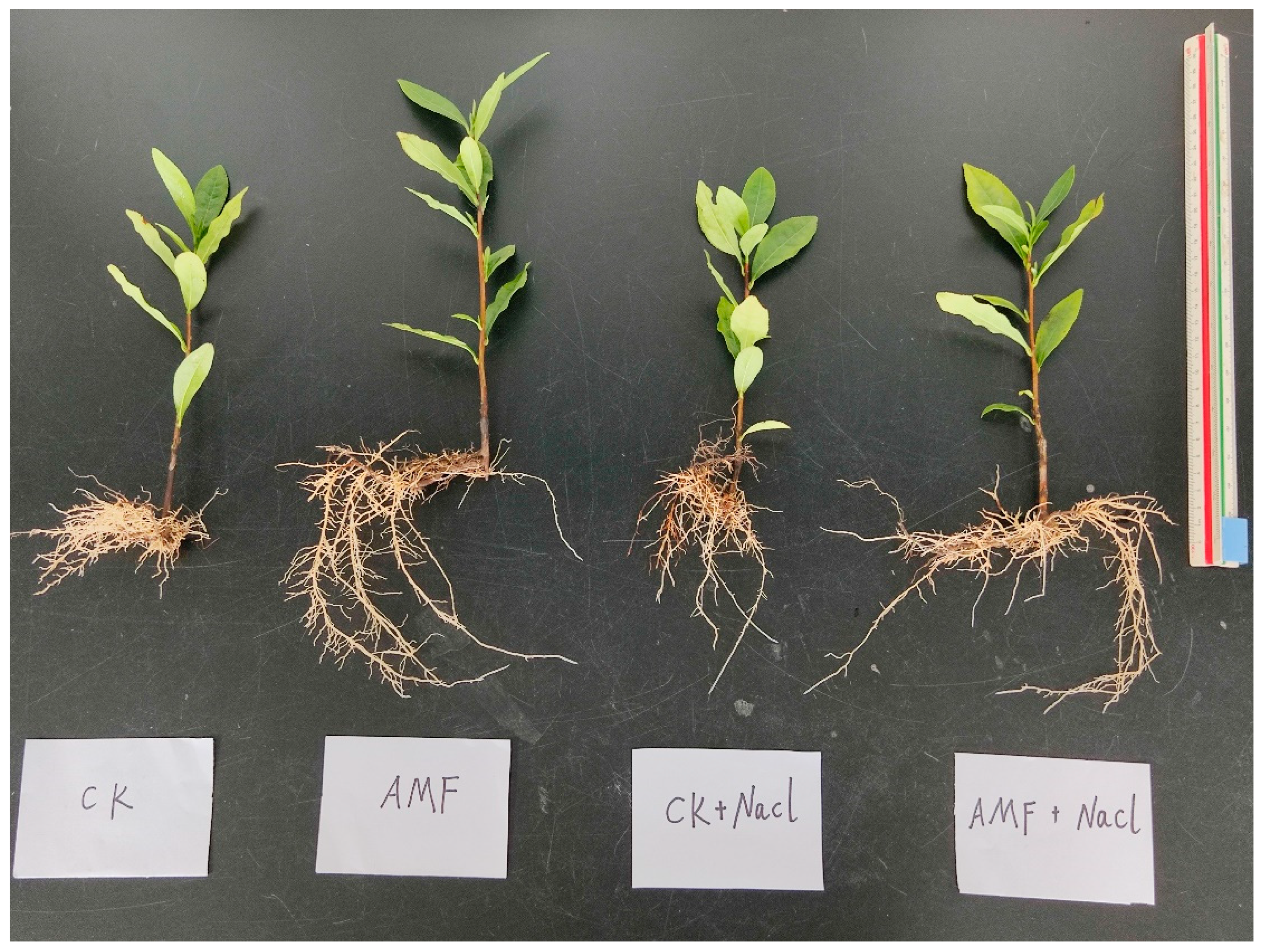 Agronomy 12 02163 g001