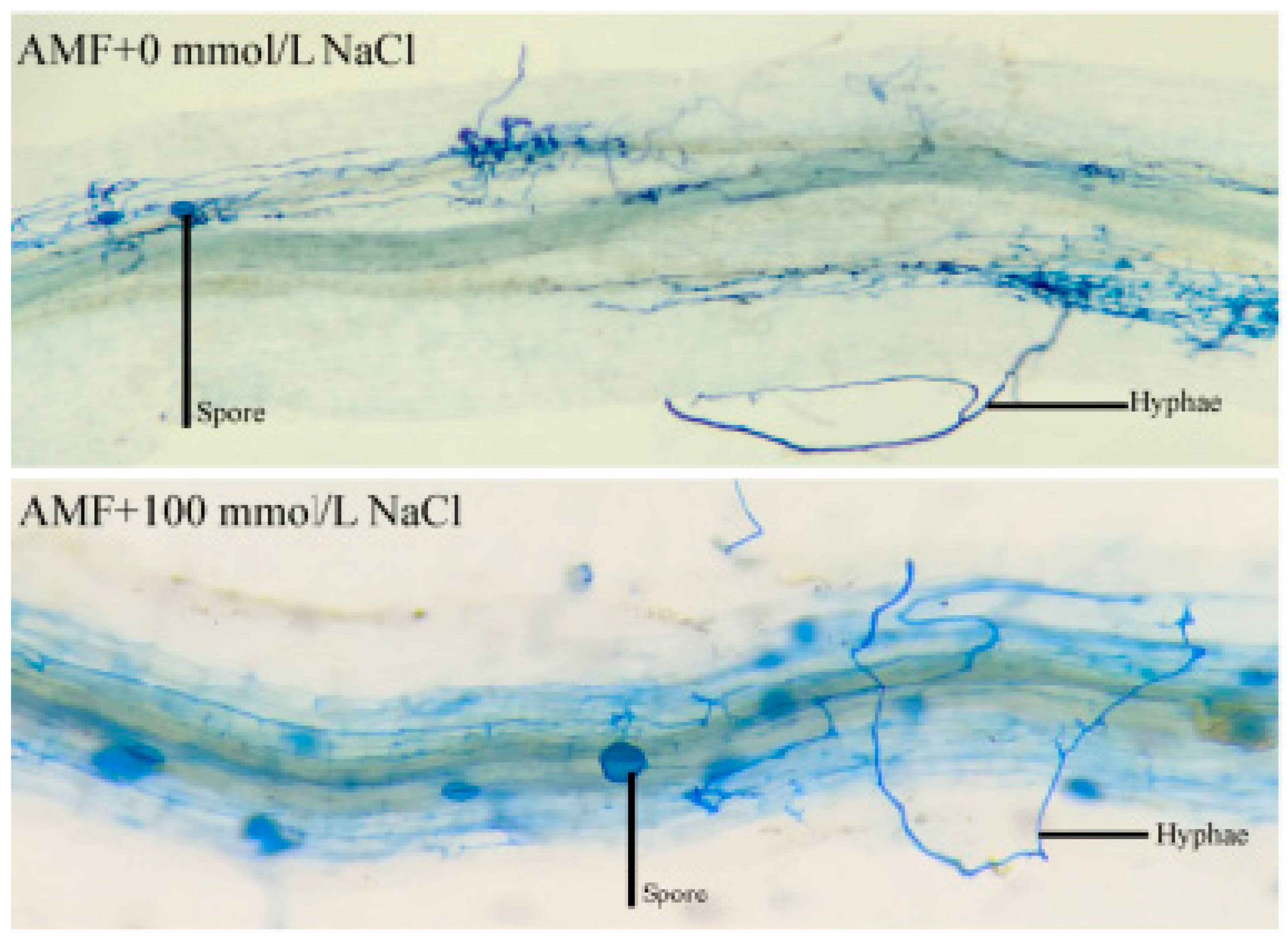 Agronomy 12 02163 g002