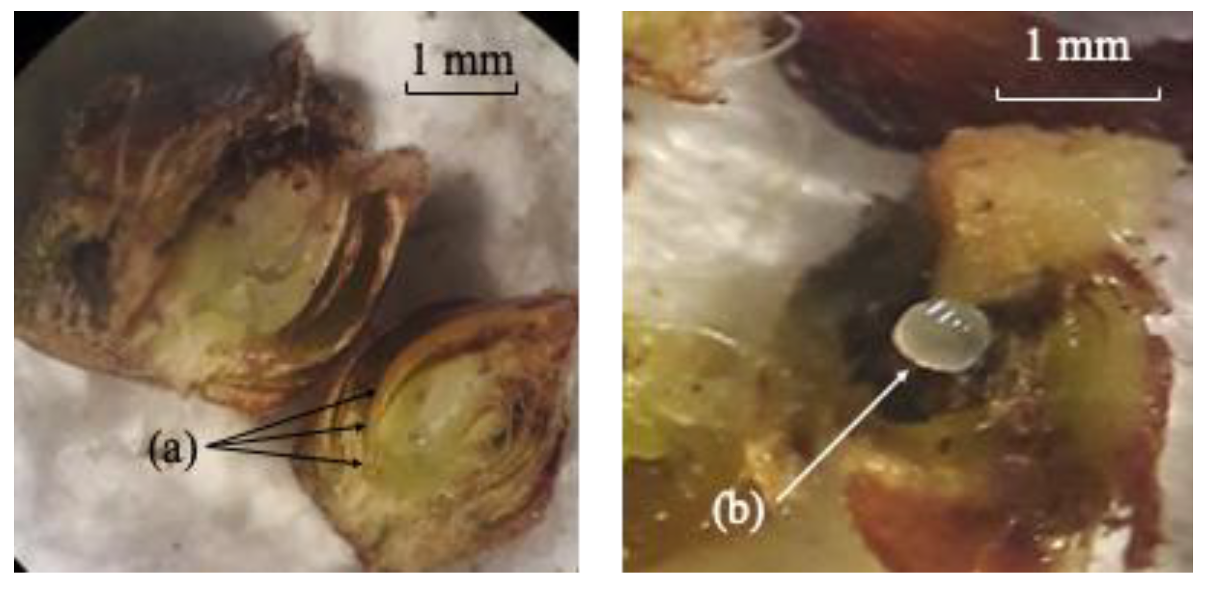 Agronomy 12 02184 g002