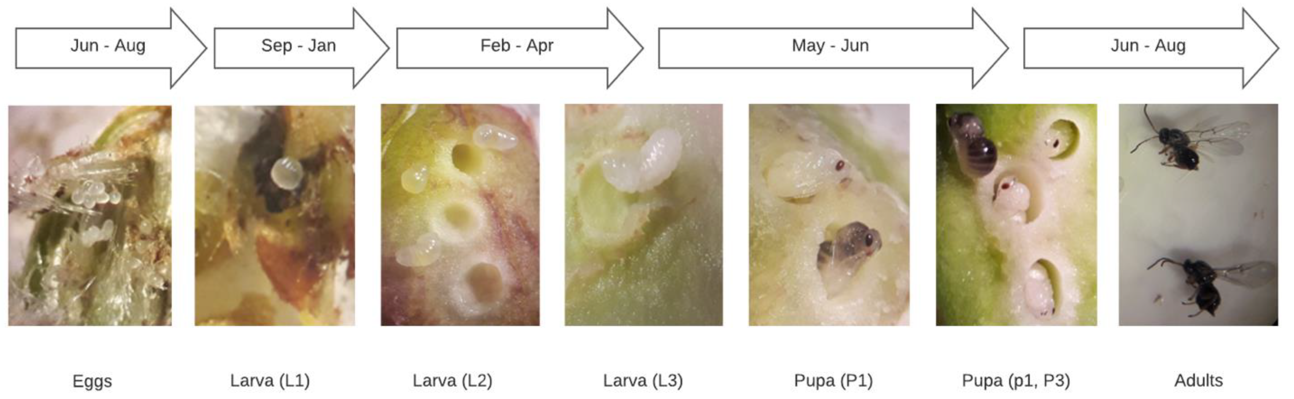 Agronomy 12 02184 g003