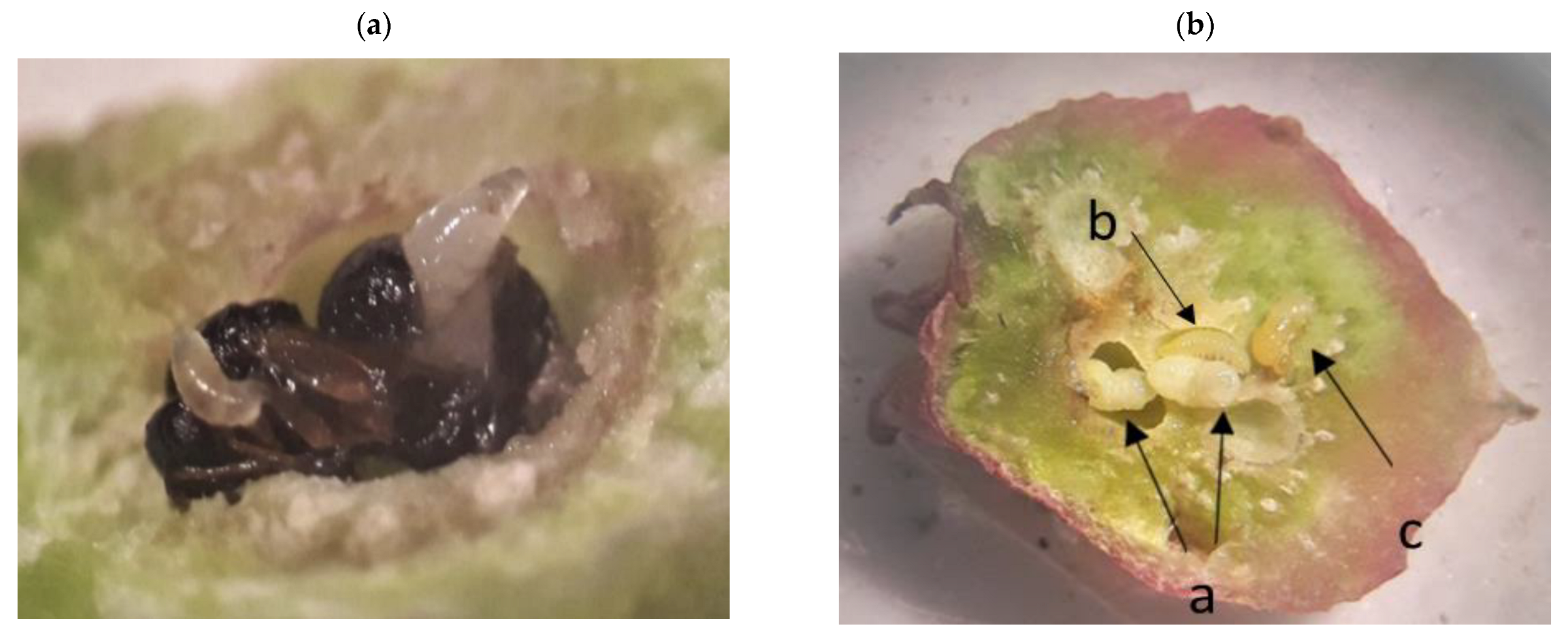 Agronomy 12 02184 g006