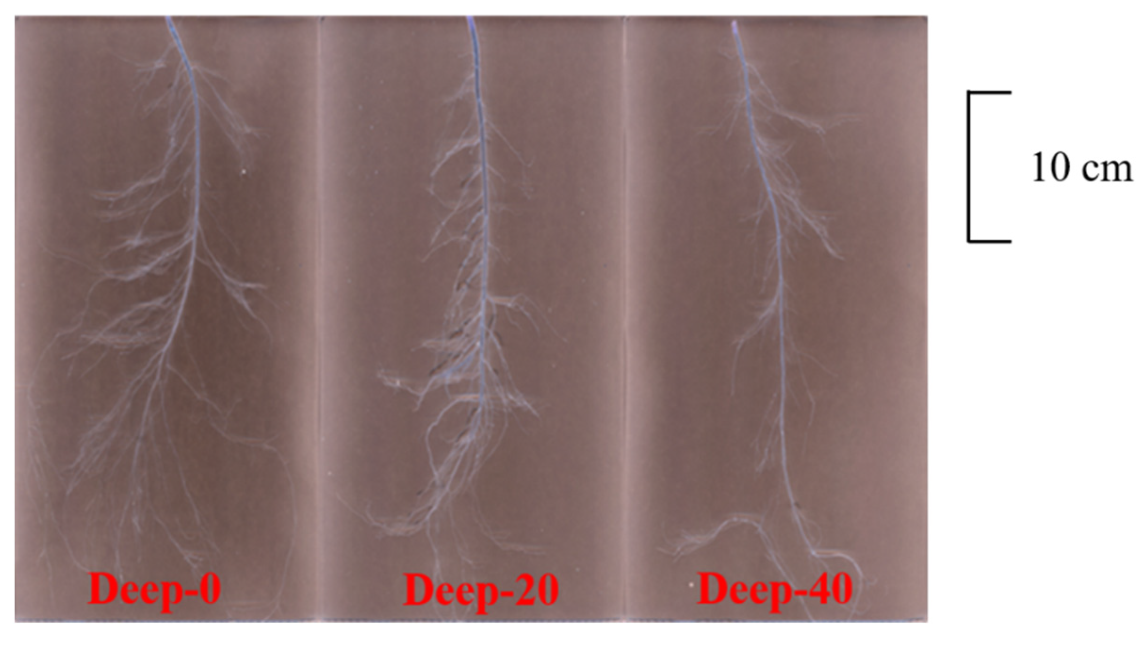 Agronomy 12 02192 g002 Agronomy 12 02192 g002
