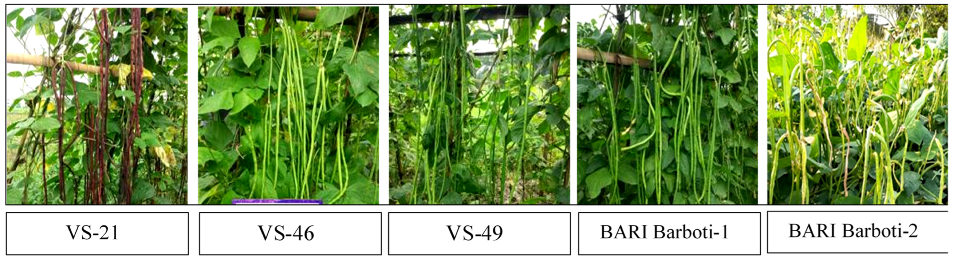 Agronomy 12 02195 g002